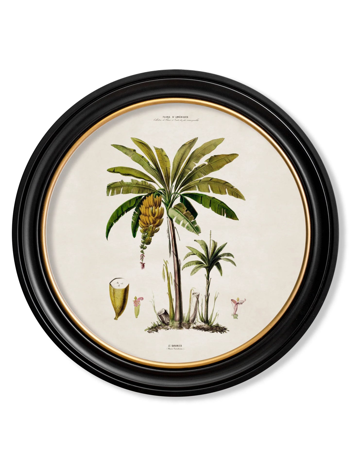 South American Palm Trees c.1843 Round Framed Prints (7702940713153)
