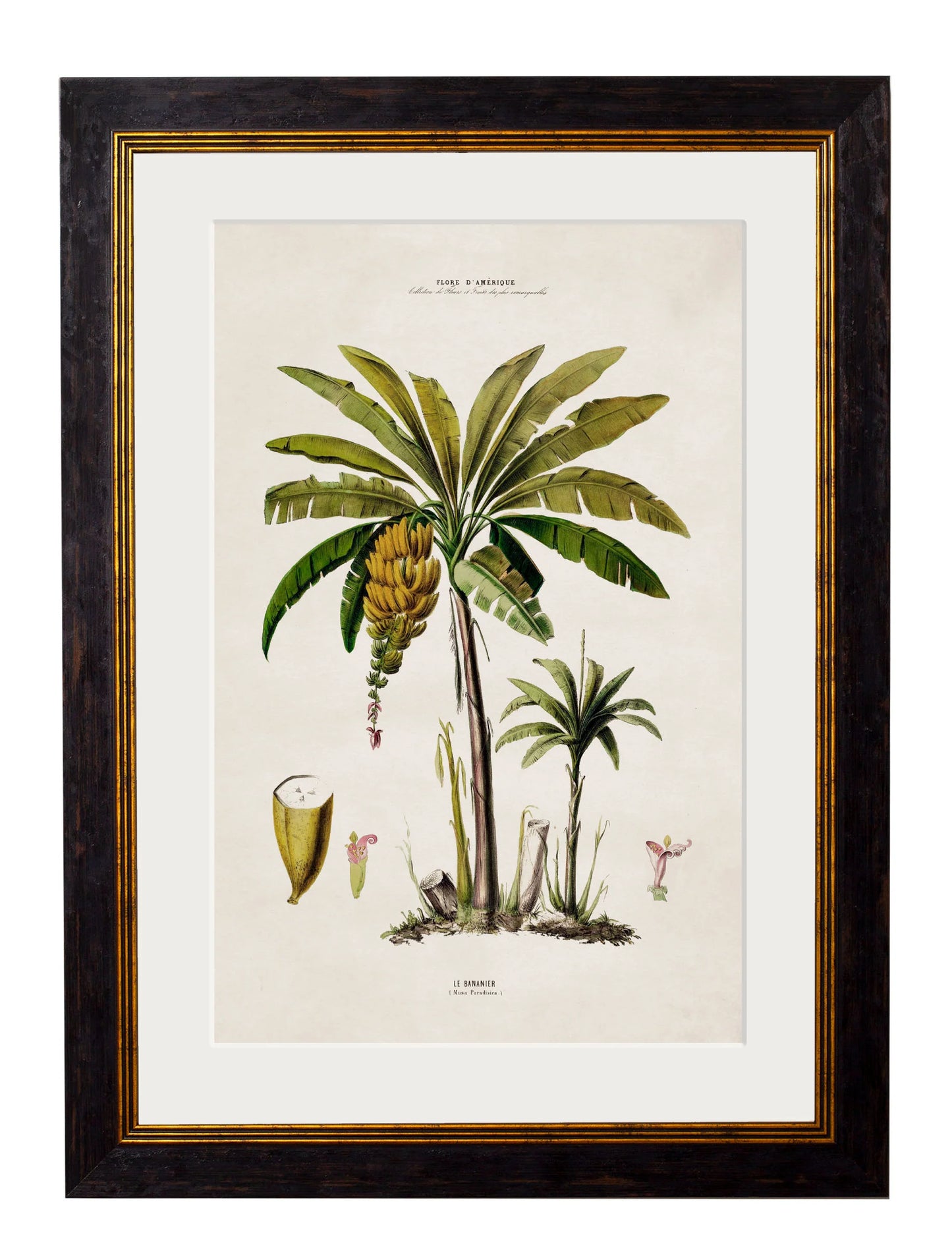 South American Palm Trees c.1843 Framed Prints (7702915350721)