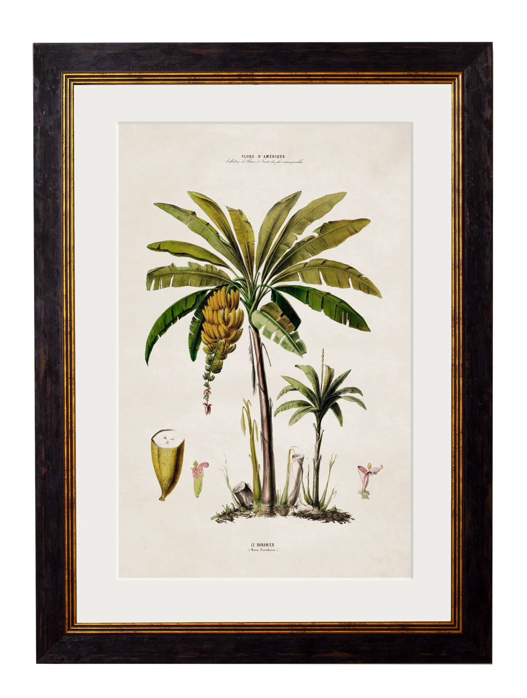 South American Palm Trees c.1843 Framed Prints (7702915350721)