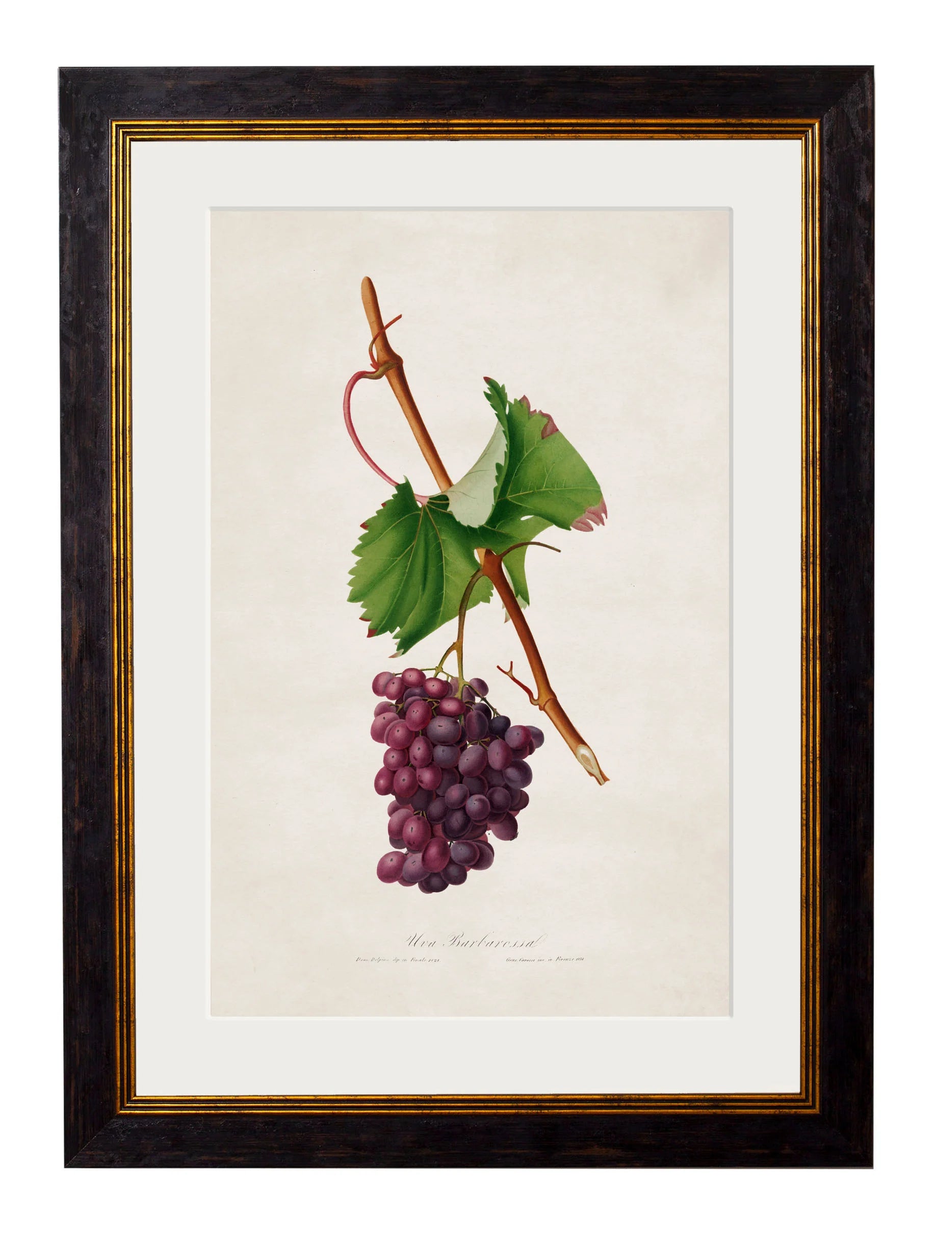 Botanical Grapes c.1817 Framed Prints (7702909714625)