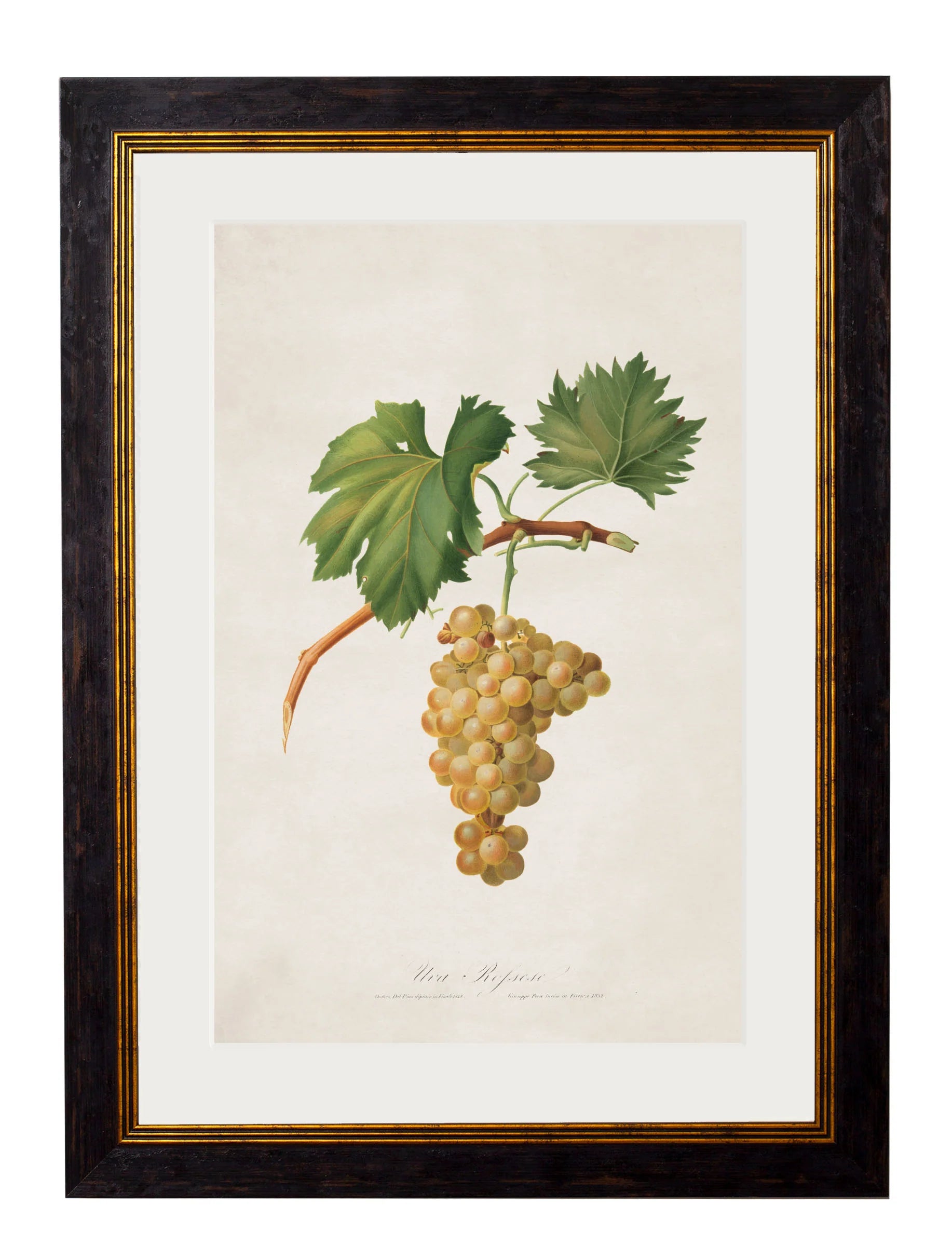 Botanical Grapes c.1817 Framed Prints (7702909714625)