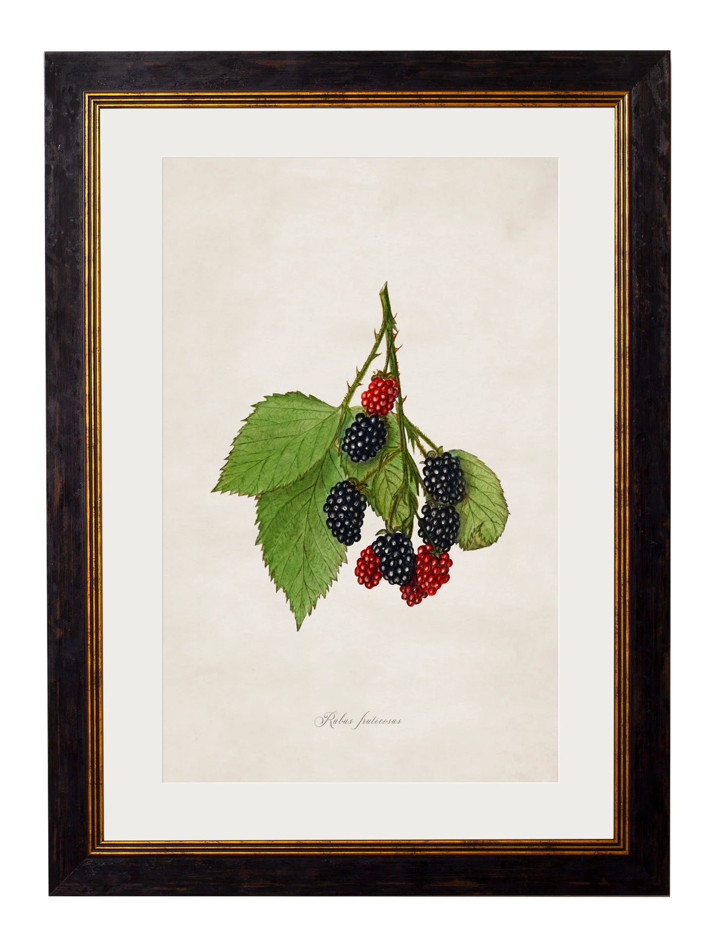 Collection of Berries & Cherries c.1886 Framed Prints (7702950084801)