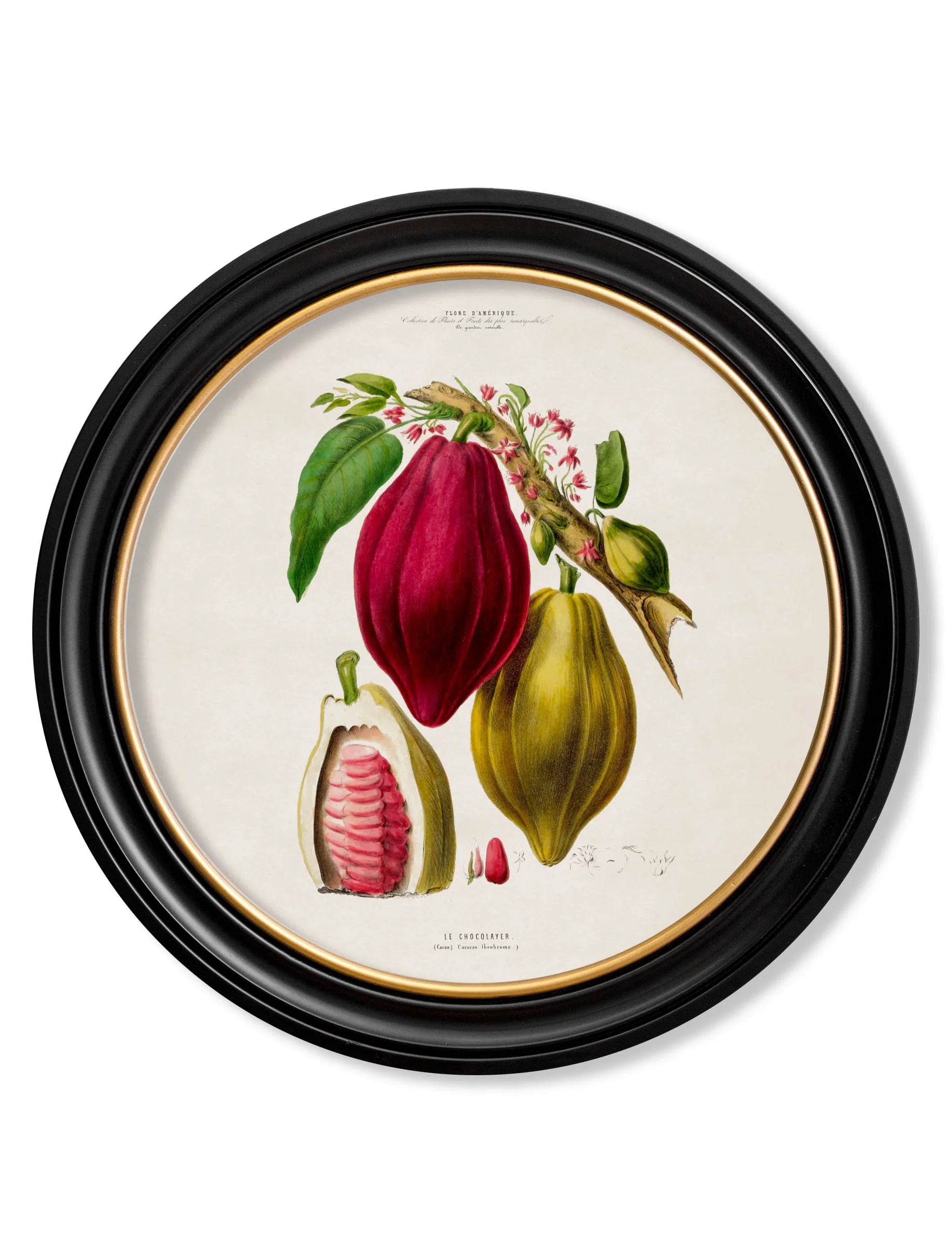 Chocolate Plant c.1843 Round Framed Print (7702935797953)