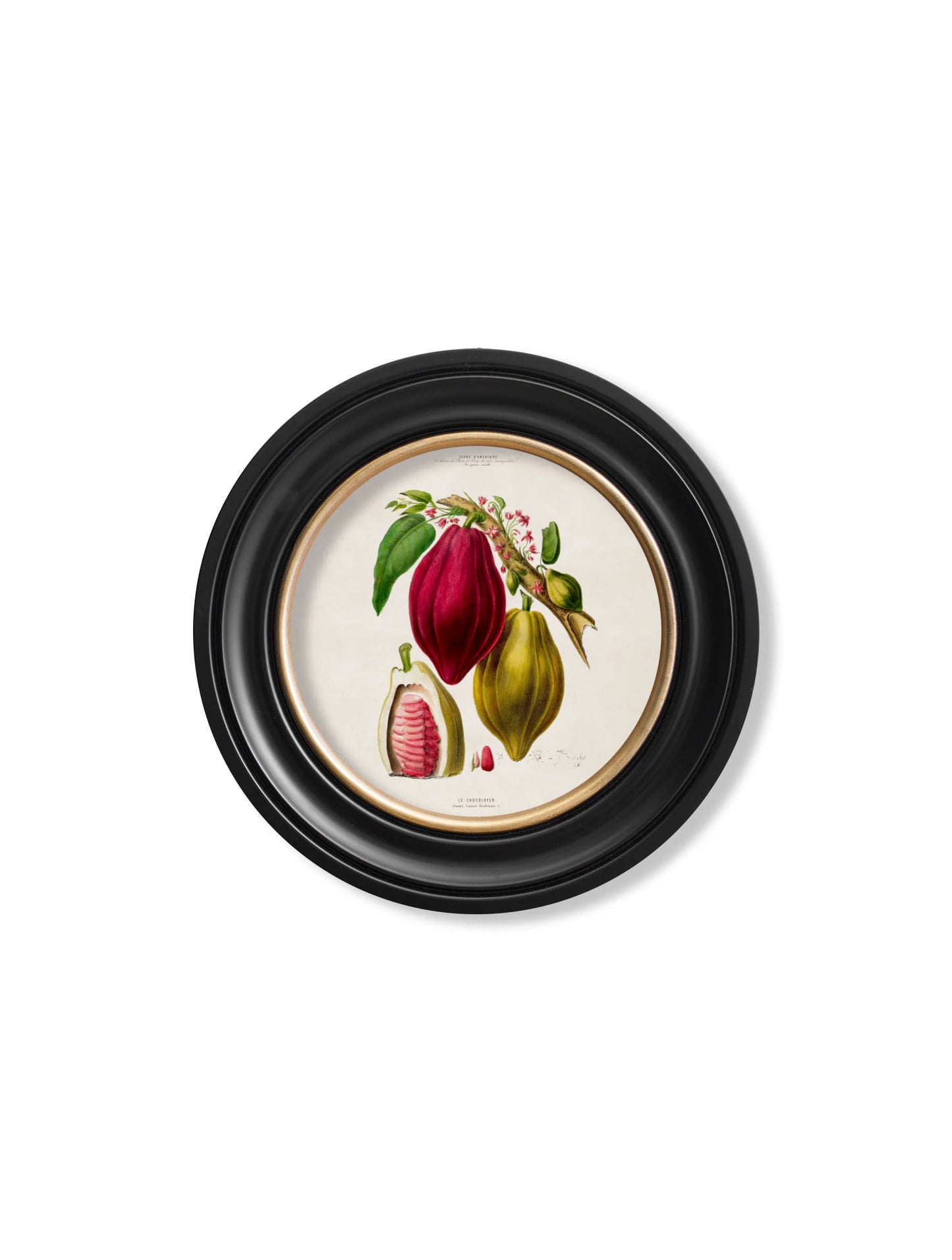 Chocolate Plant c.1843 Round Framed Print (7702935797953)