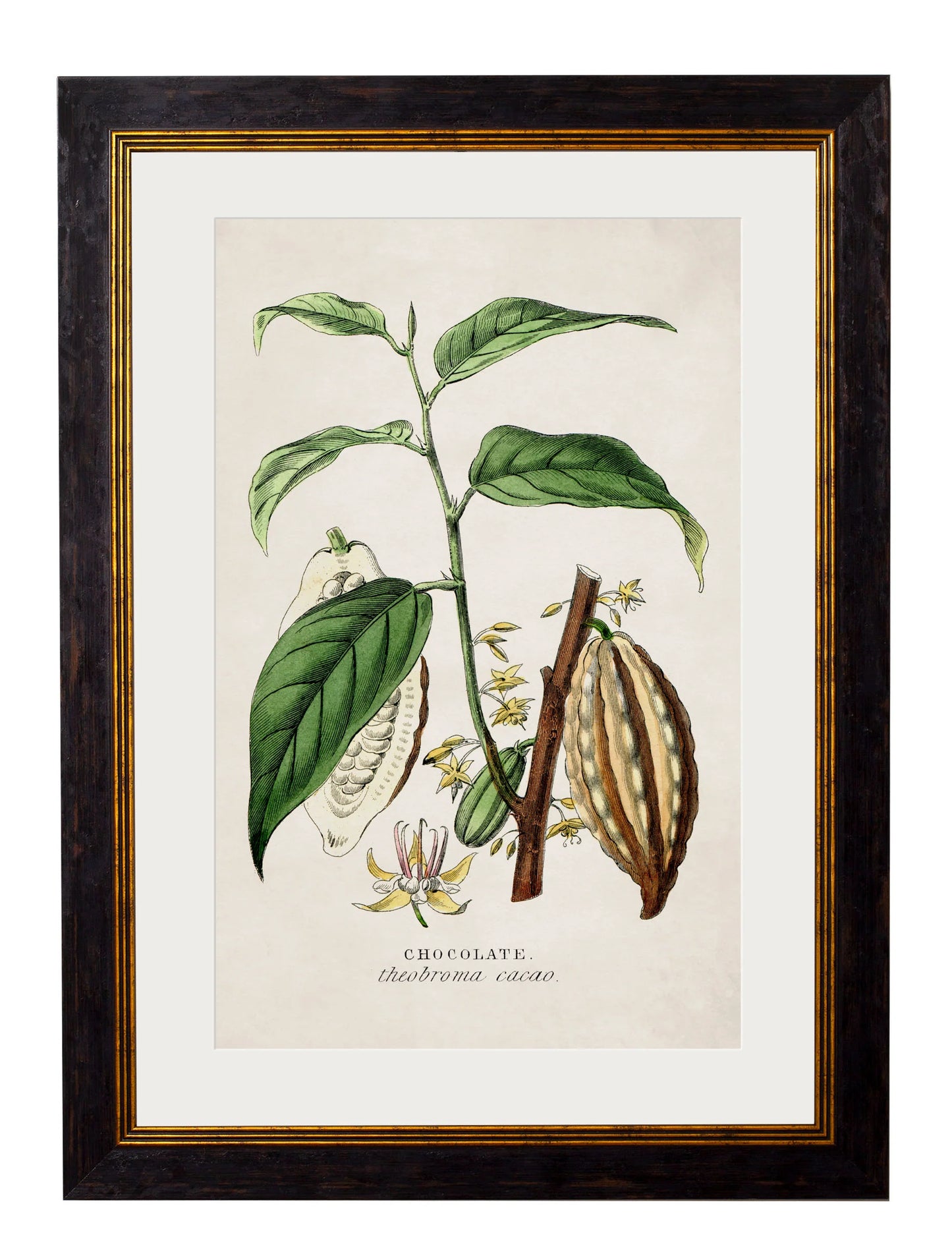 Tea Coffee and chocolate plants c.1877 Framed Prints (7702919807169)