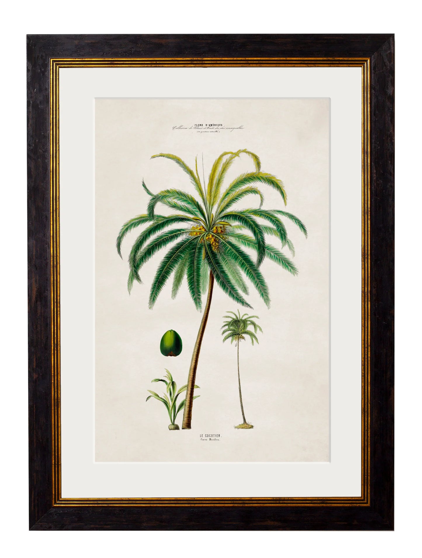 South American Palm Trees c.1843 Framed Prints (7702915350721)