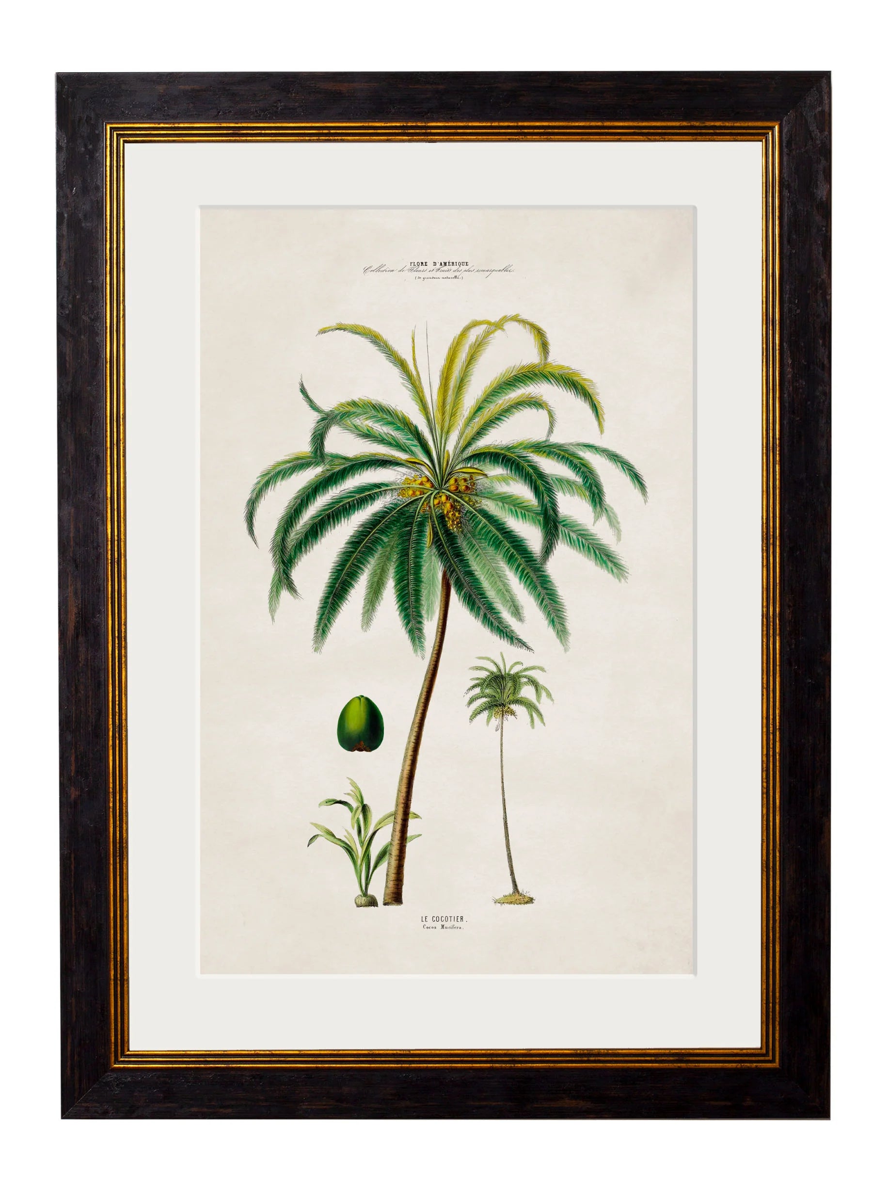 South American Palm Trees c.1843 Framed Prints (7702915350721)