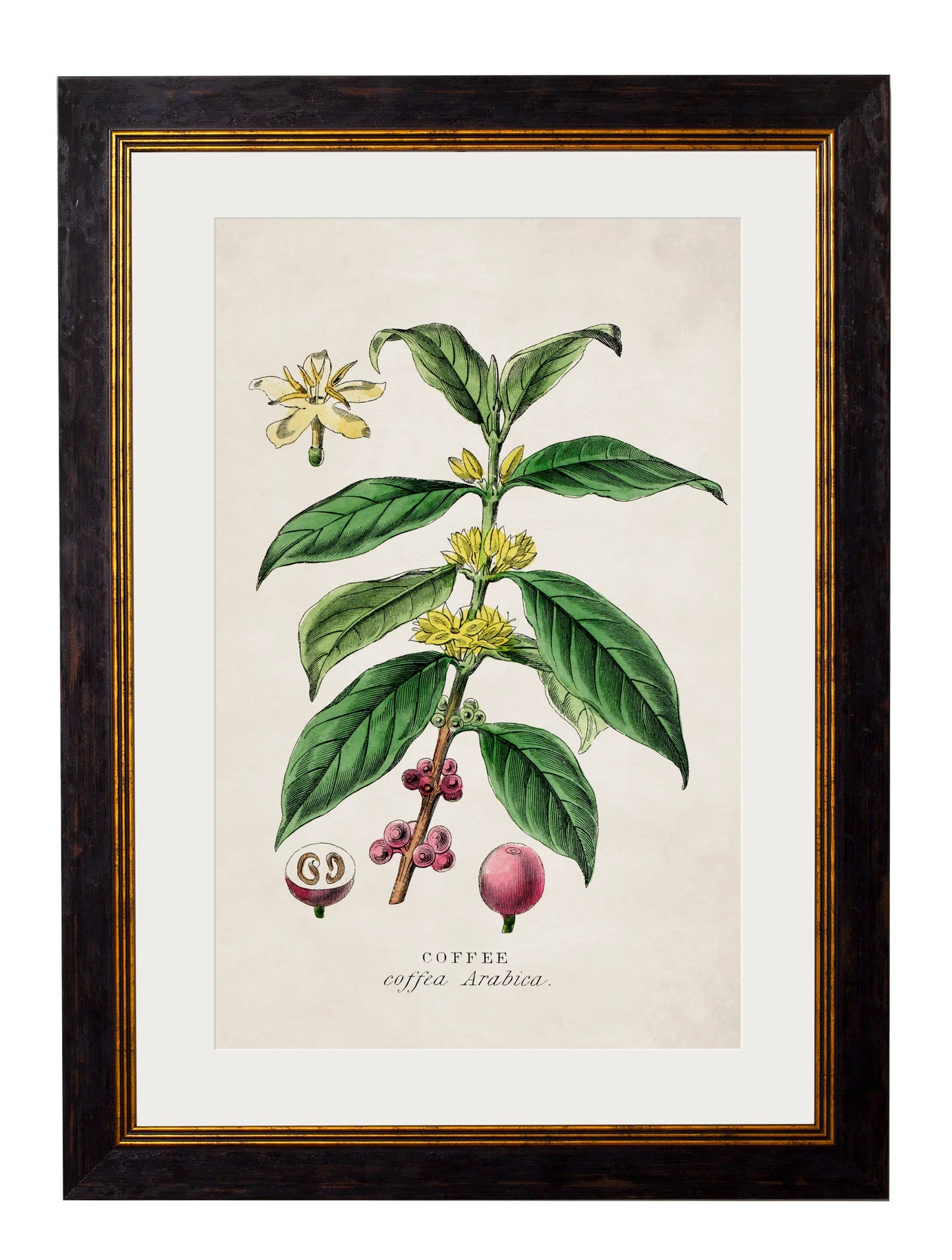 Tea Coffee and chocolate plants c.1877 Framed Prints (7702919807169)