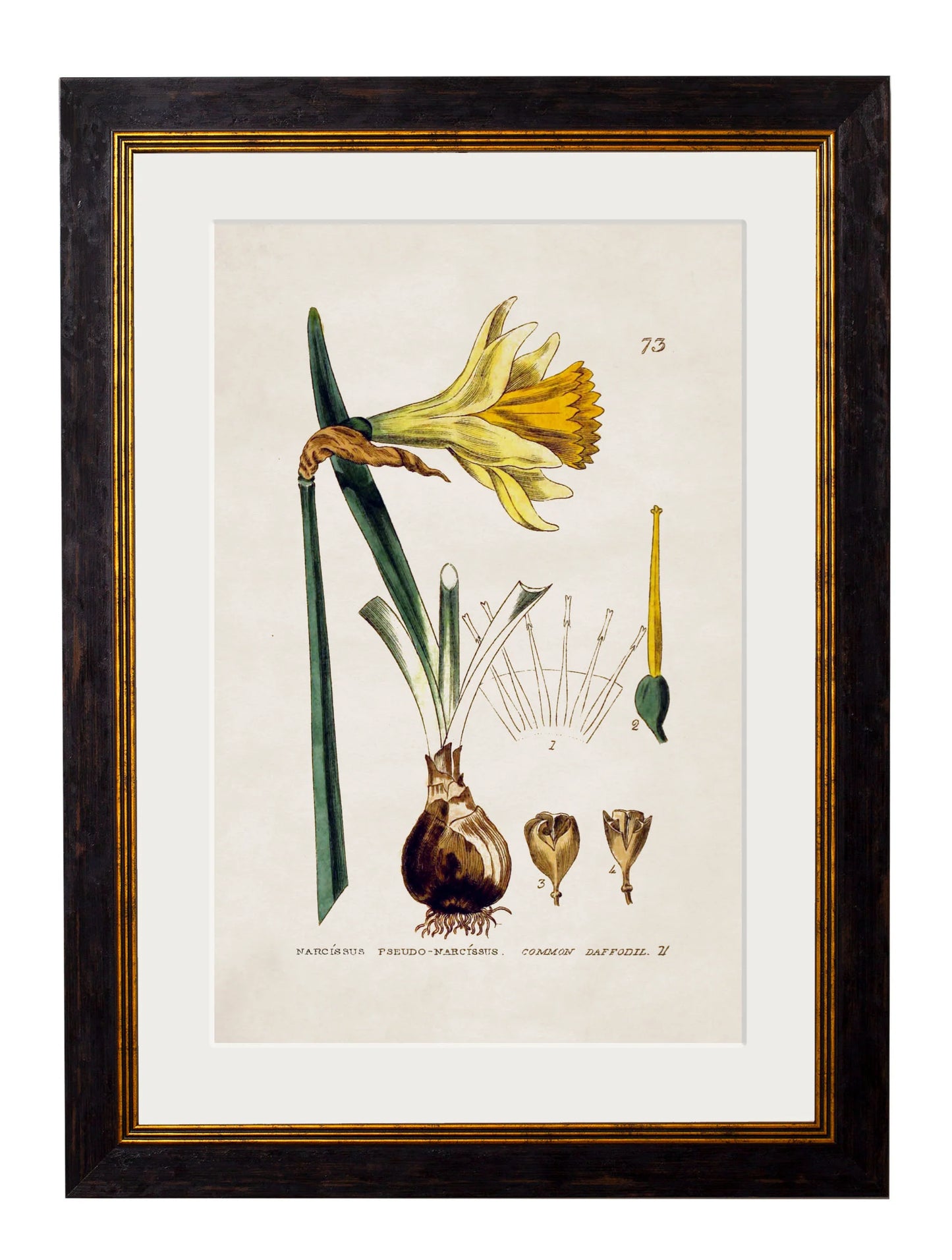 British Flowering Plants c.1837 Framed Prints (7702910337217)