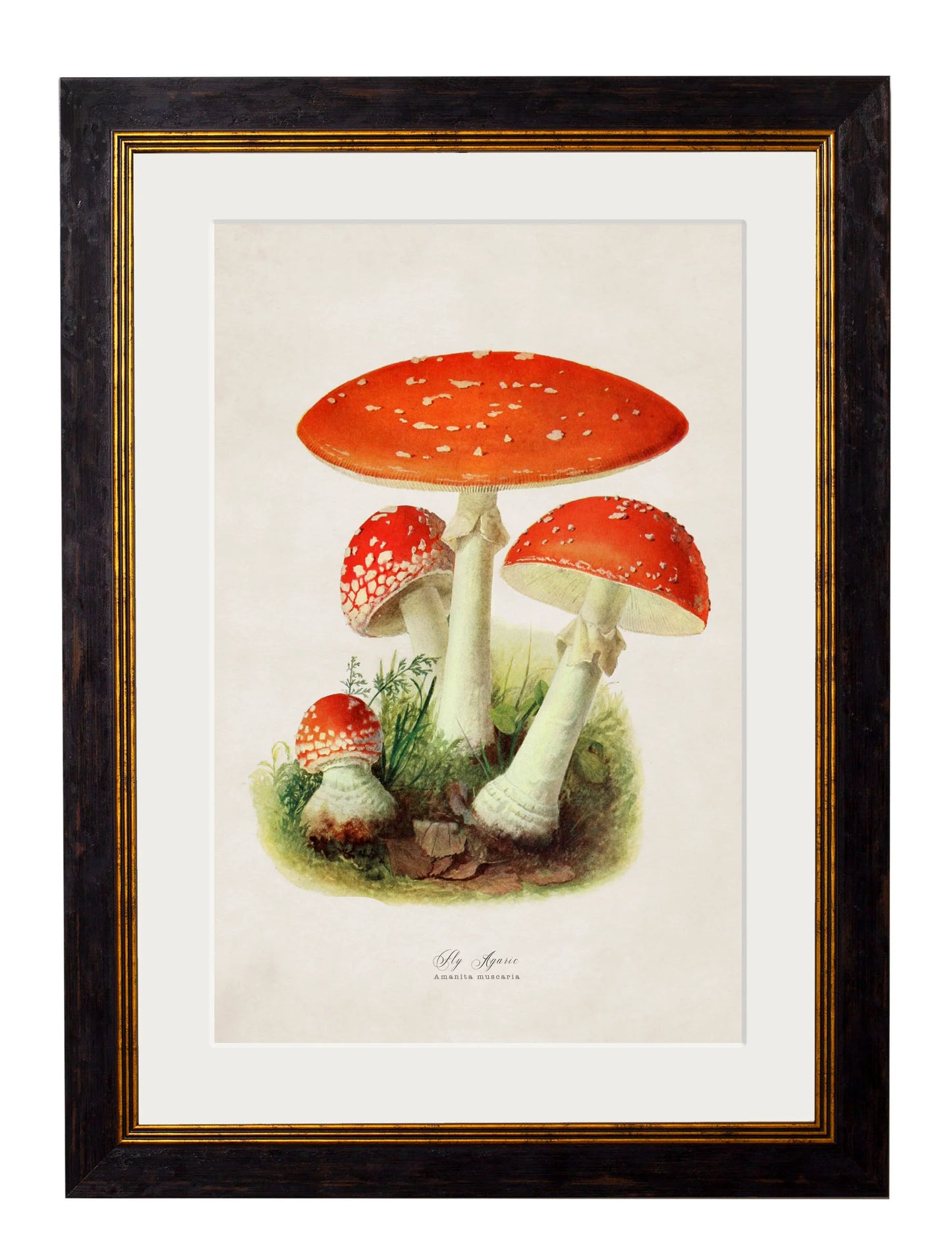 Fly Argaric c.1913 Framed Print (7702931734721)