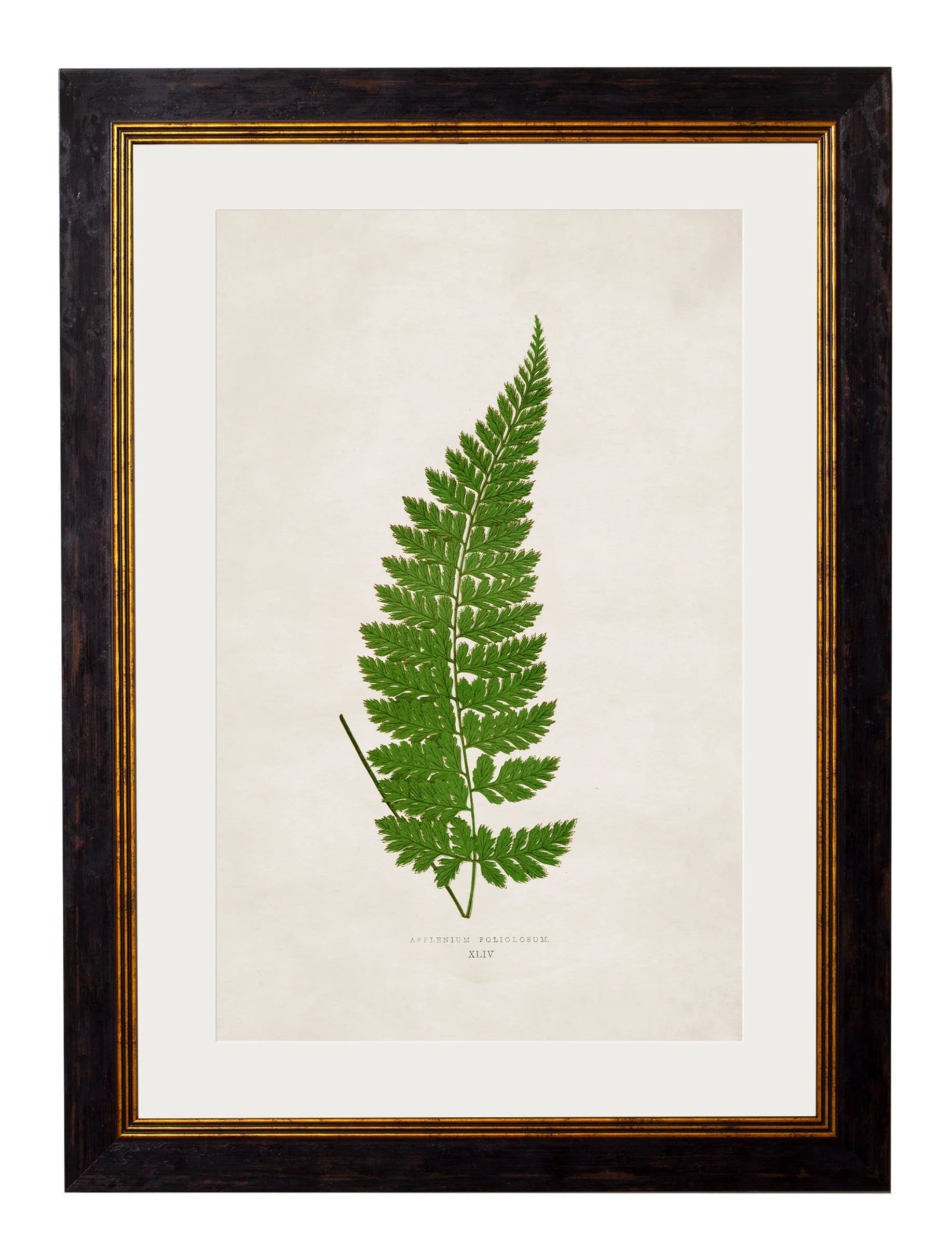 British Ferns c.1864 Framed Prints (7702908862657)