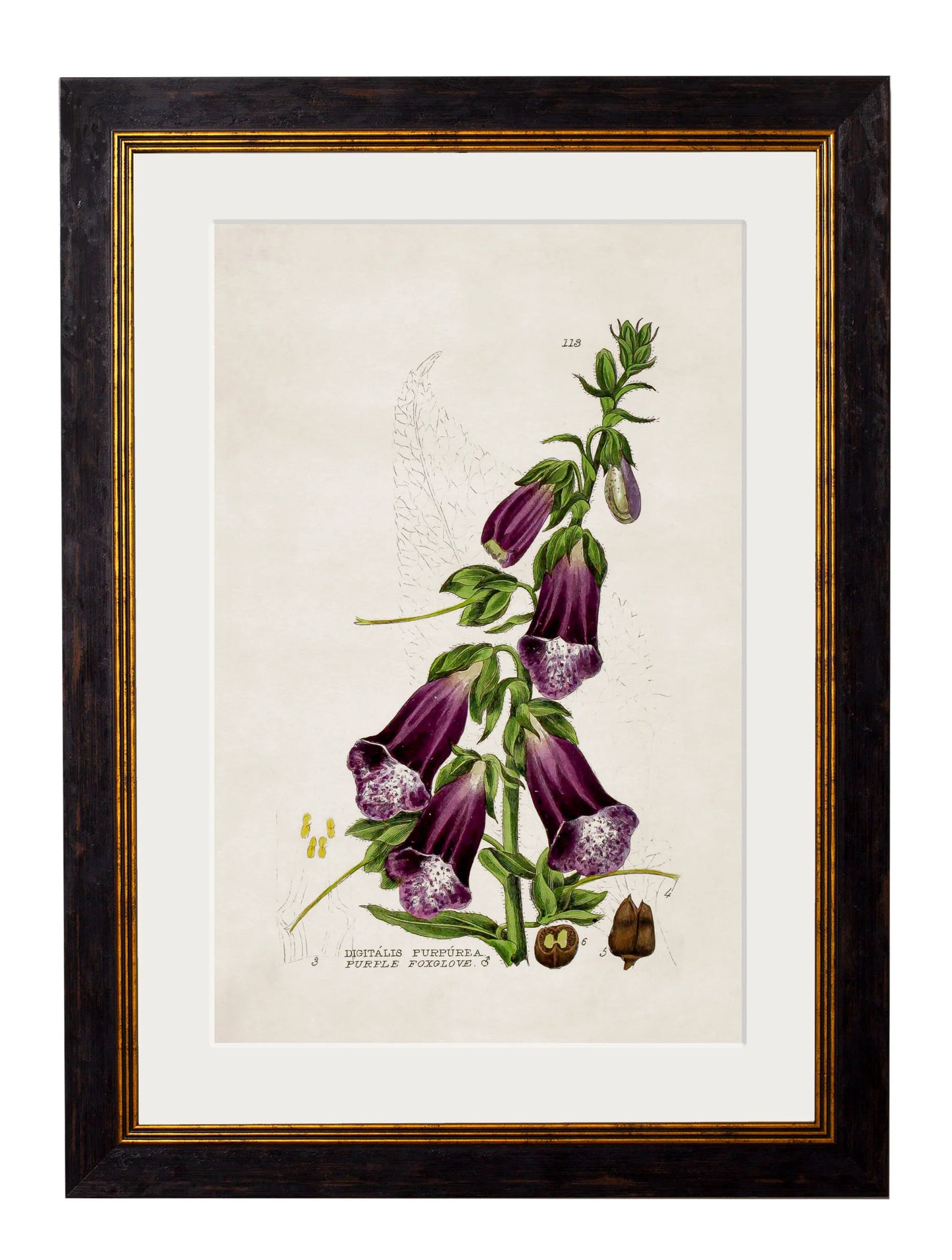 British Flowering Plants c.1837 Framed Prints (7702910337217)