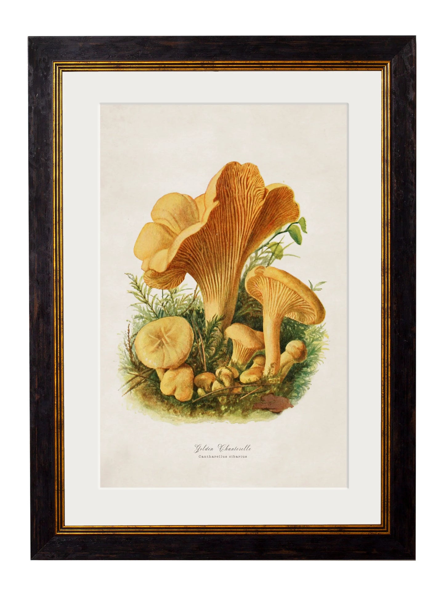 Edible Mushrooms c.1913 Framed Prints (7702923444417)