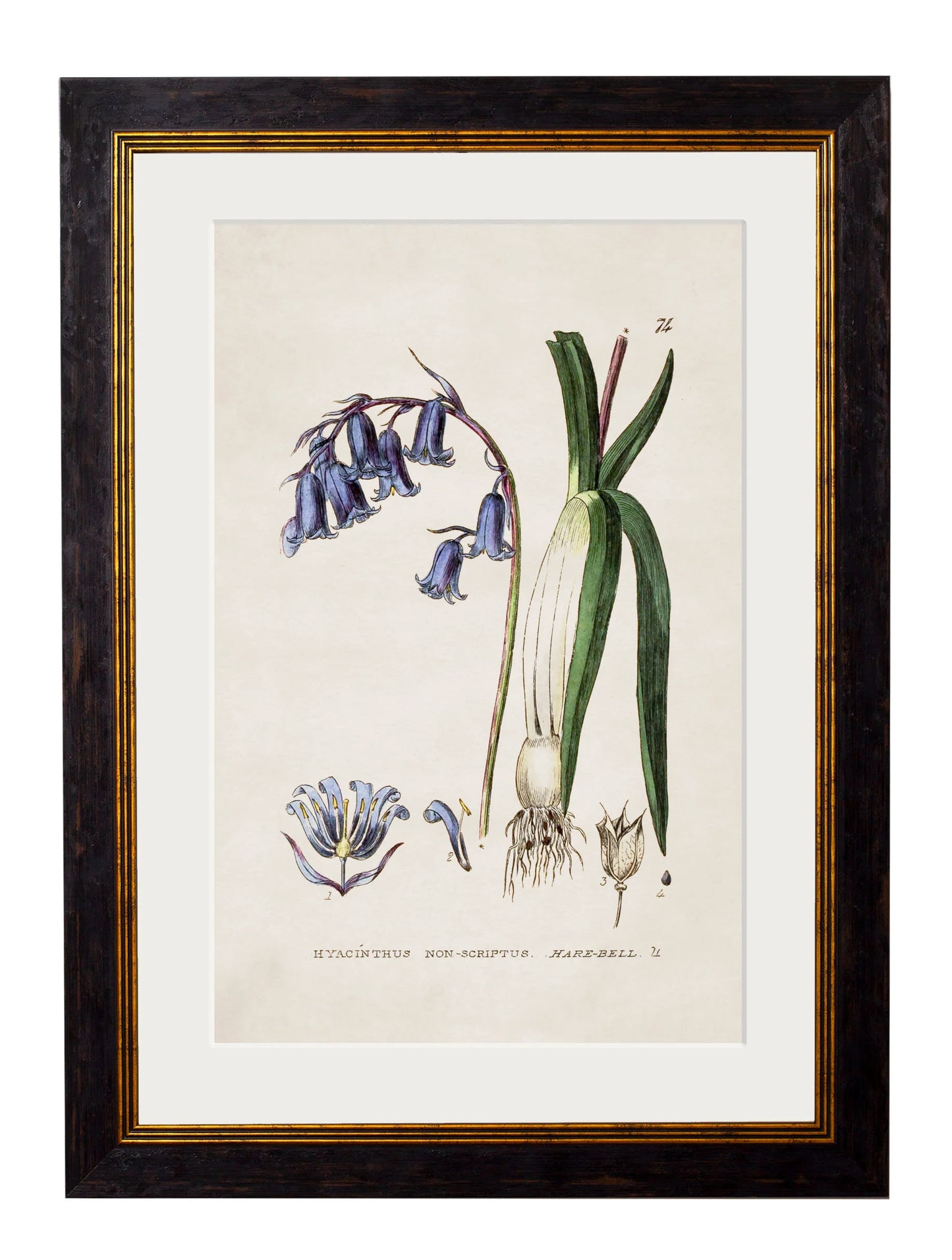 British Flowering Plants c.1837 Framed Prints (7702910337217)