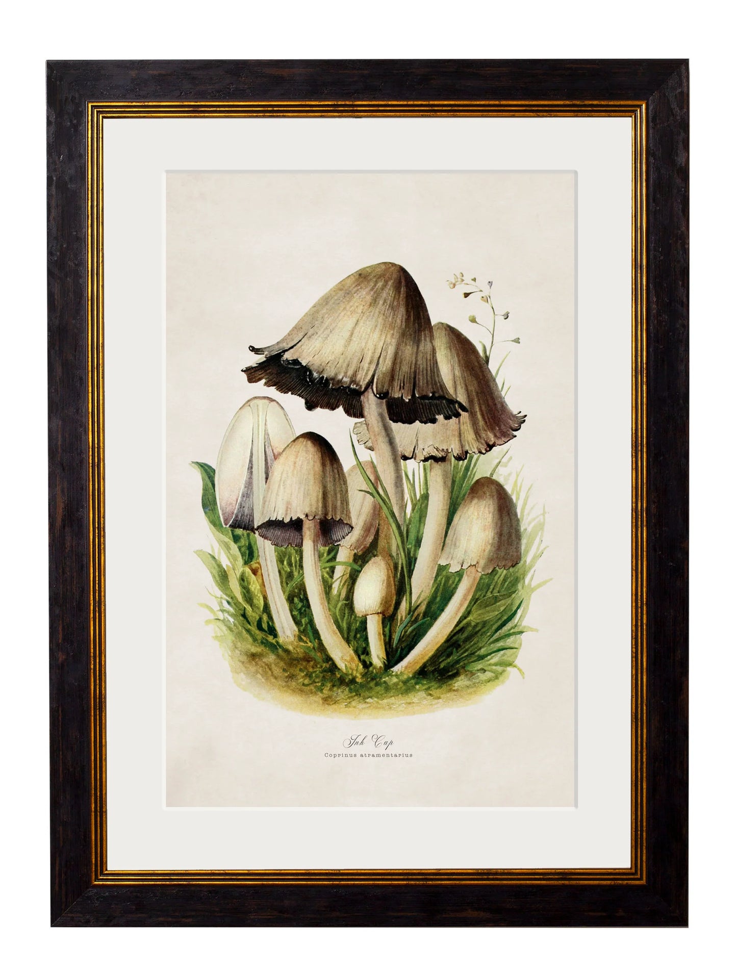 Edible Mushrooms c.1913 Framed Prints (7702923444417)