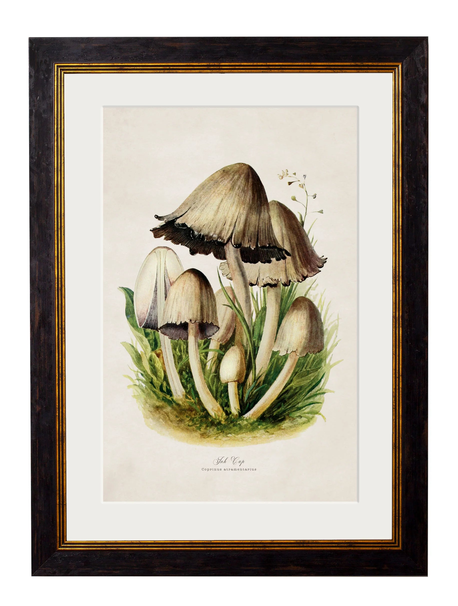 Edible Mushrooms c.1913 Framed Prints (7702923444417)