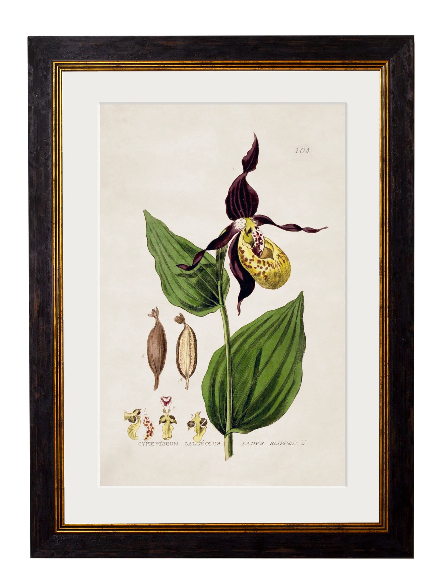 British Flowering Plants c.1837 Framed Prints (7702910337217)