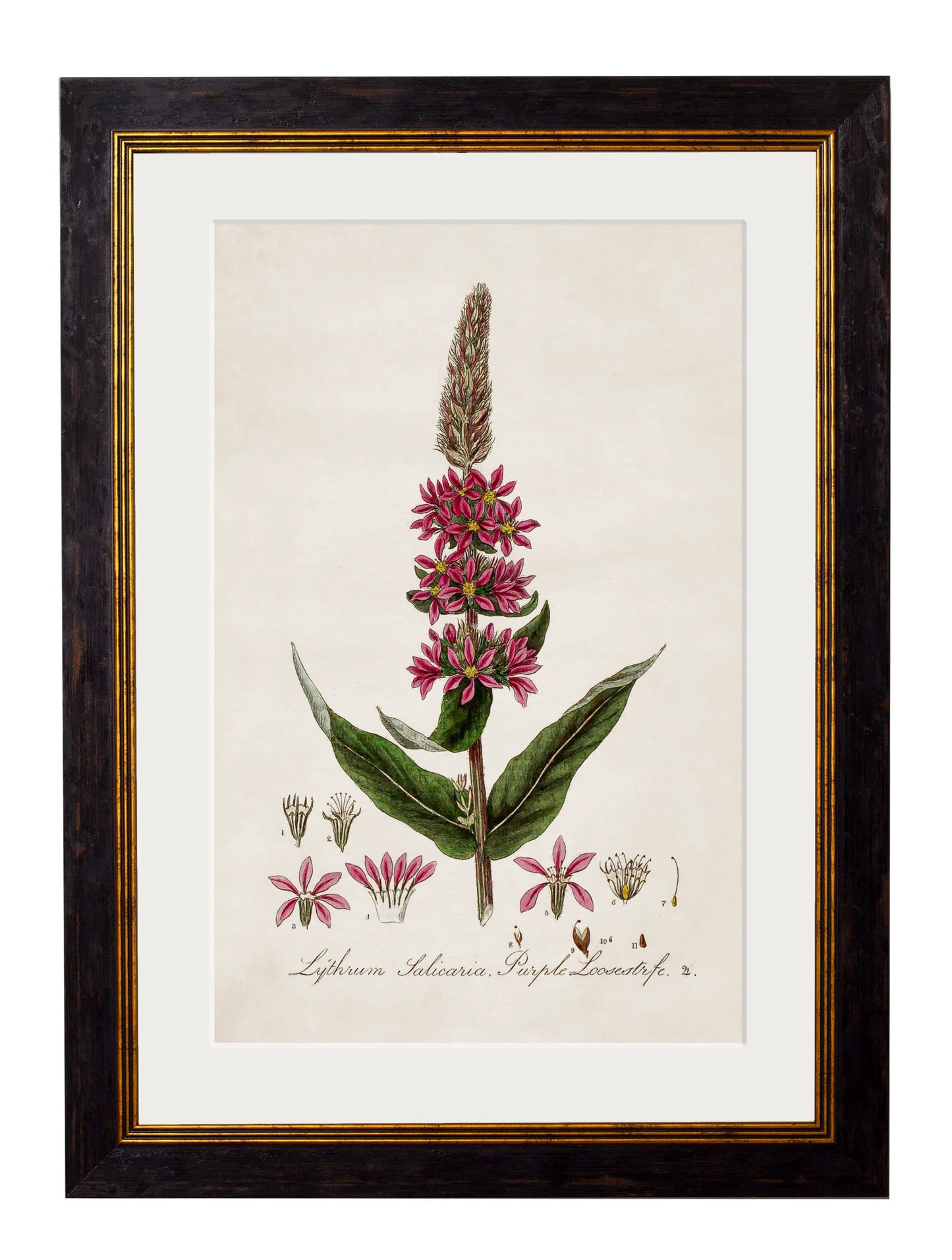British Flowering Plants c.1837 Framed Prints (7702910337217)