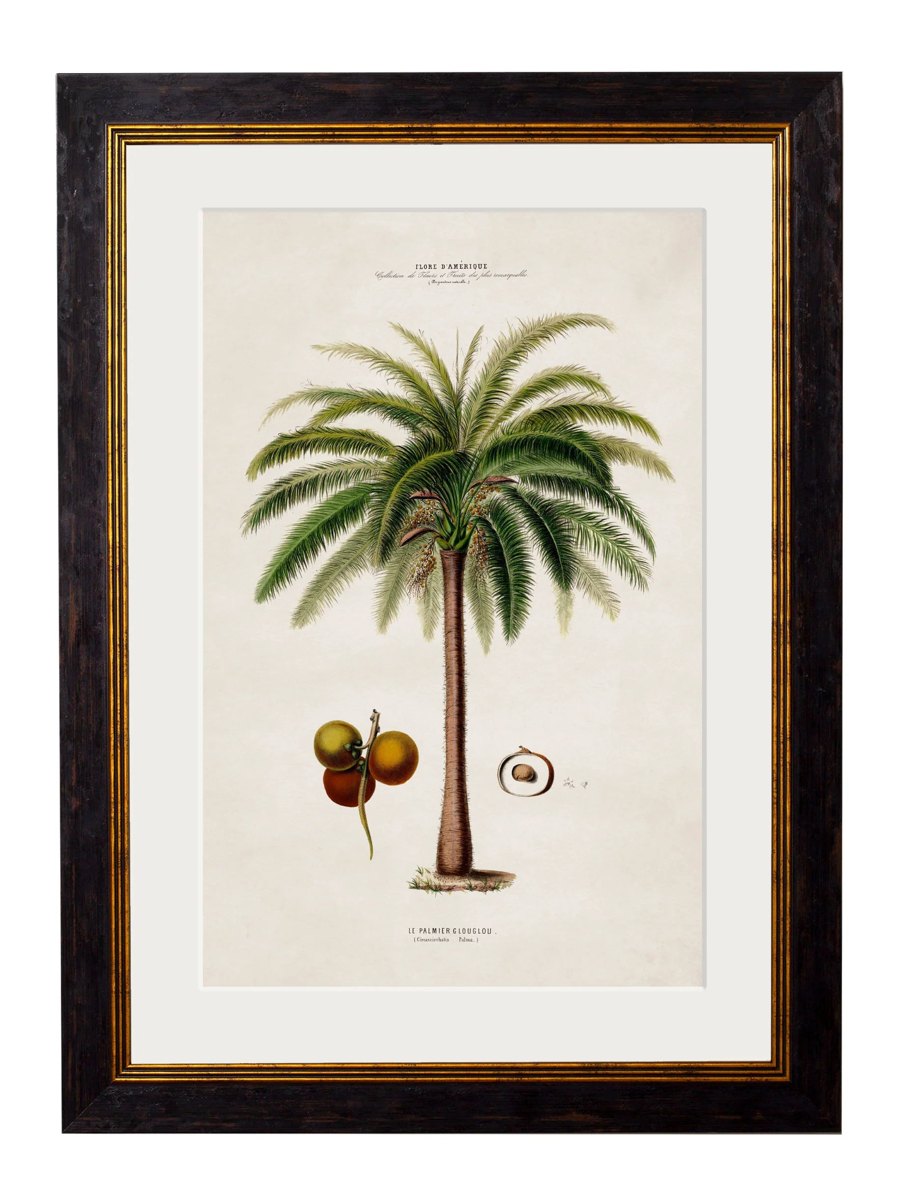 South American Palm Trees c.1843 Framed Prints (7702915350721)