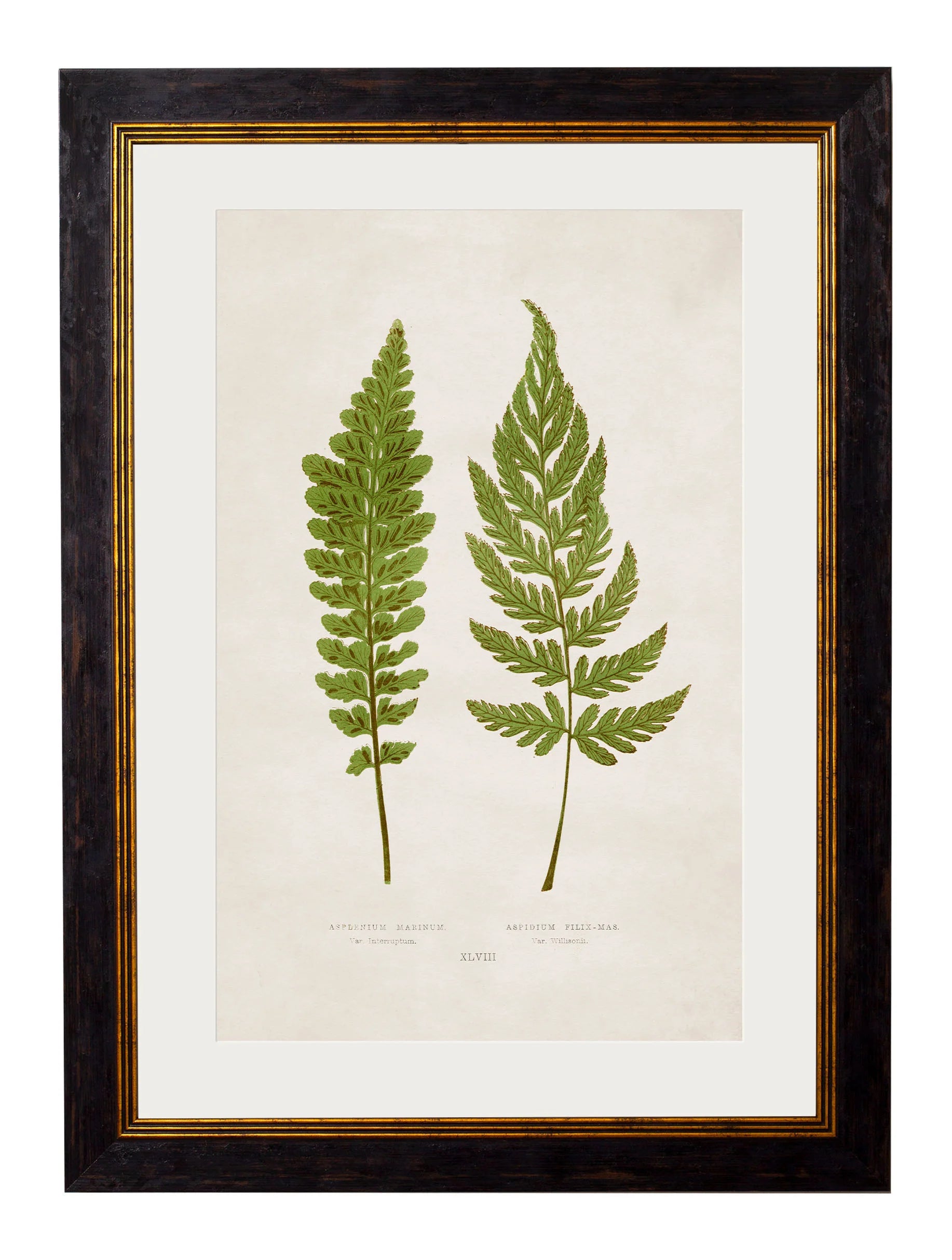 British Ferns c.1864 Framed Prints (7702908862657)