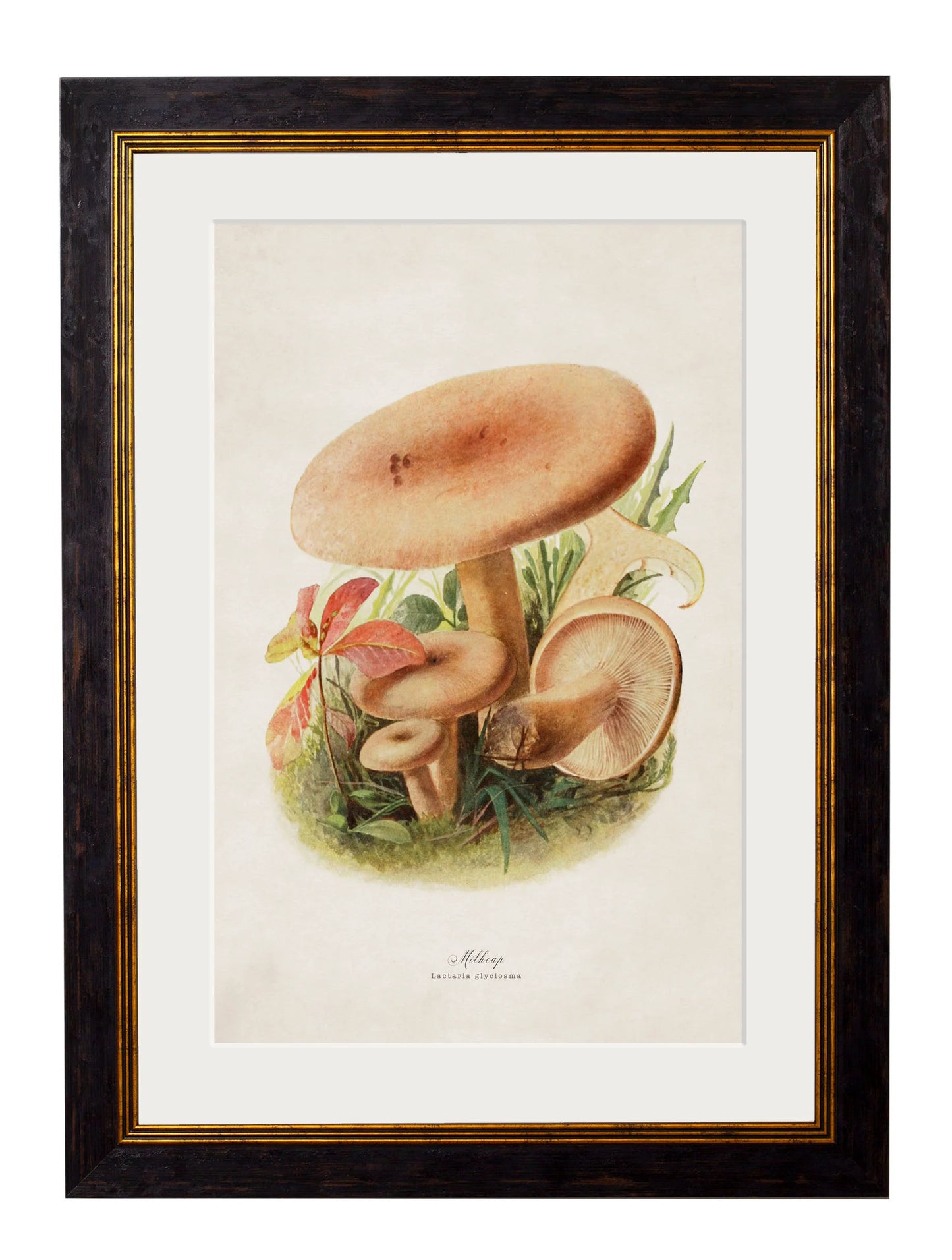 Edible Mushrooms c.1913 Framed Prints (7702923444417)