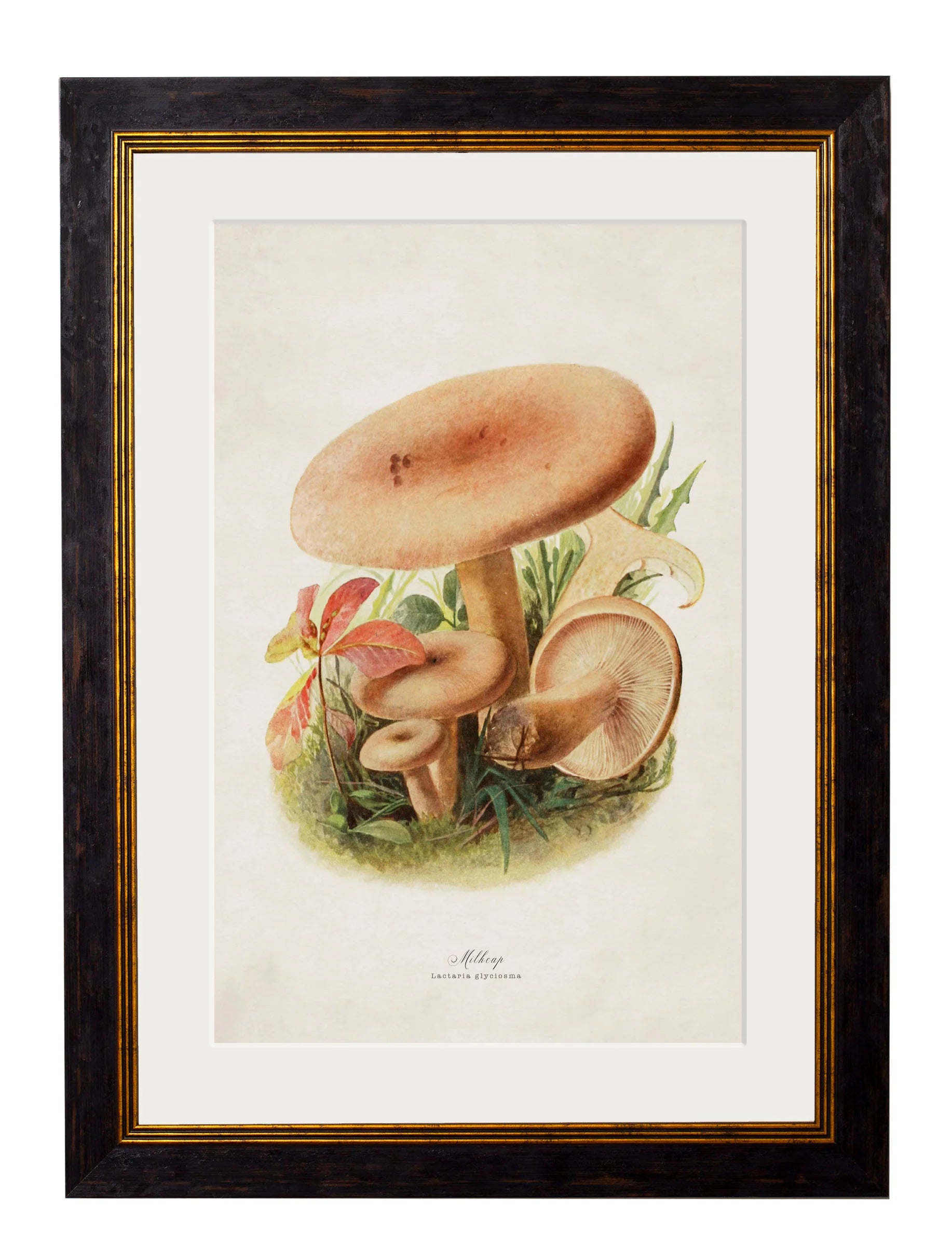 Edible Mushrooms c.1913 Framed Prints (7702923444417)