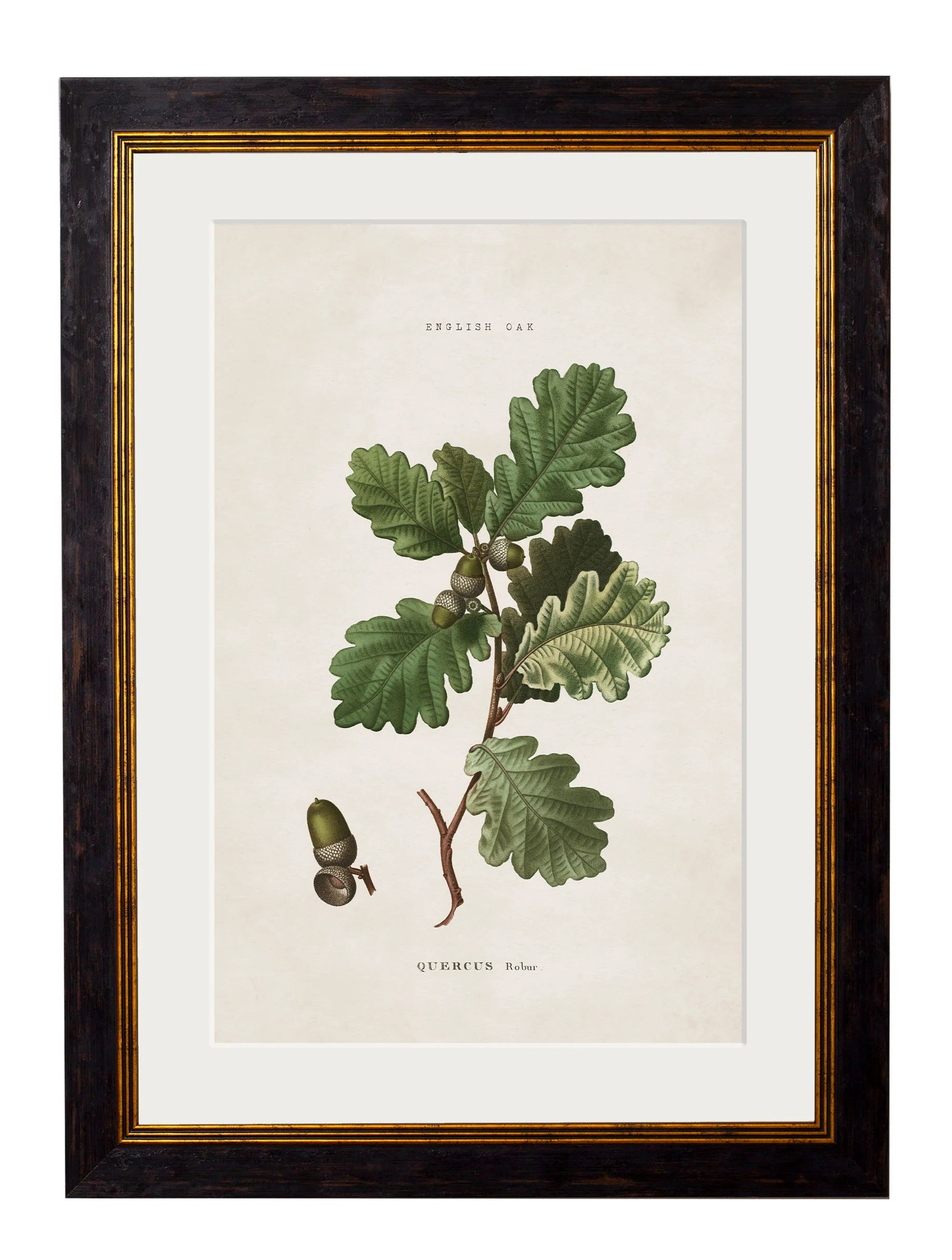British Leaves and Pinecones c.1819 Framed Prints (7702910206145)