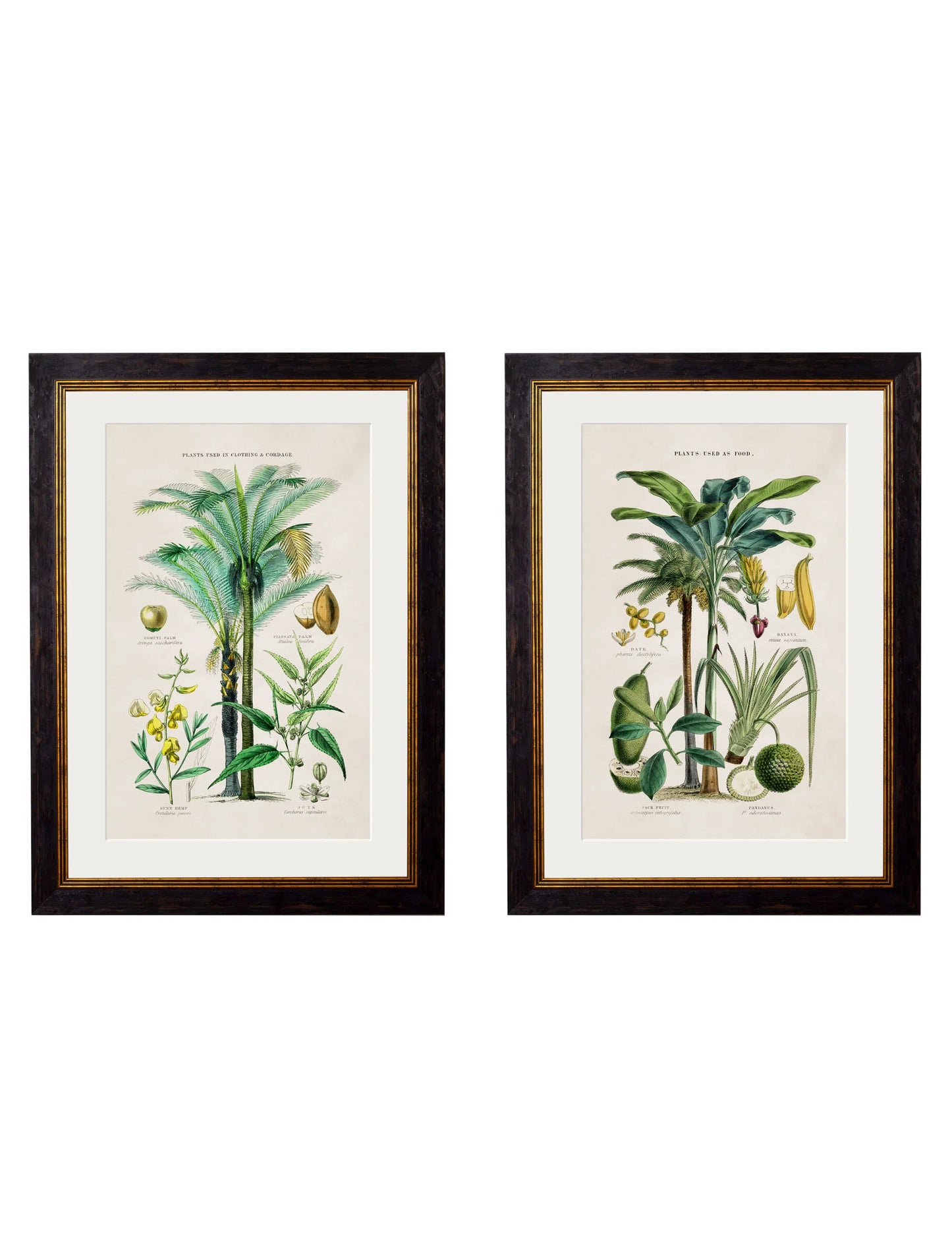 Collection of Tropical Plants Used as Food and Clothing c.1877 Framed Prints (7702933242049)