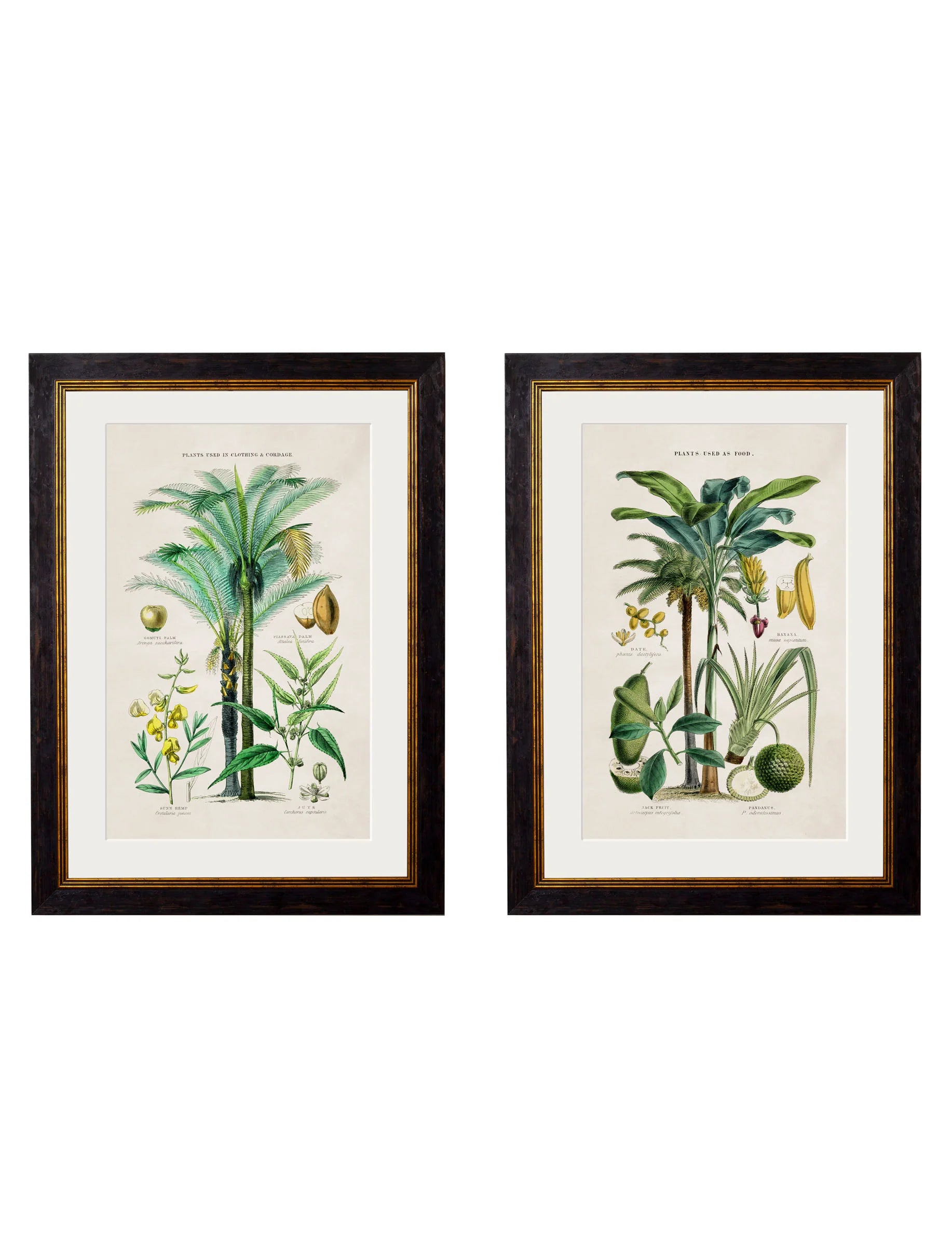 Collection of Tropical Plants Used as Food and Clothing c.1877 Framed Prints (7702933242049)