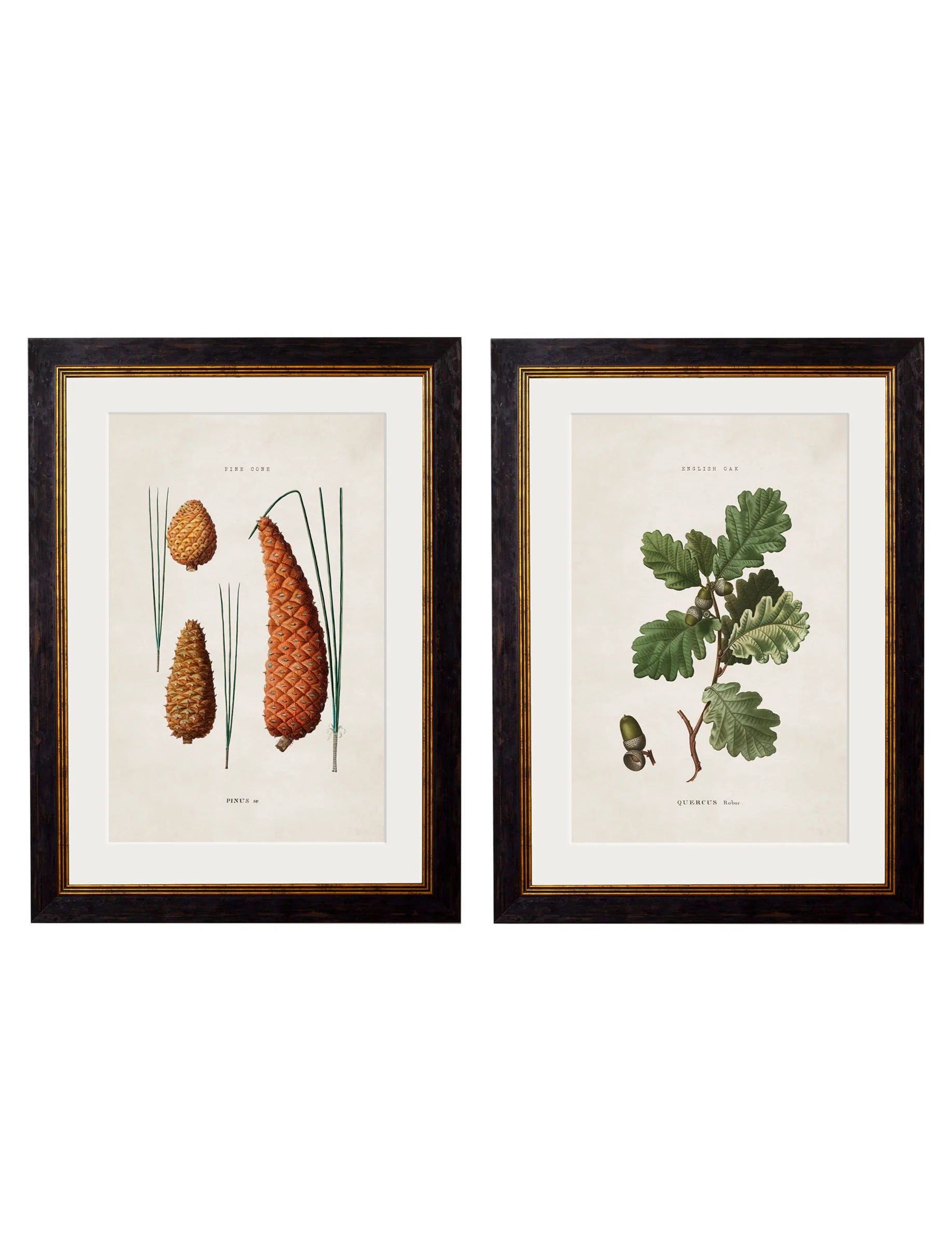 British Leaves and Pinecones c.1819 Framed Prints (7702910206145)