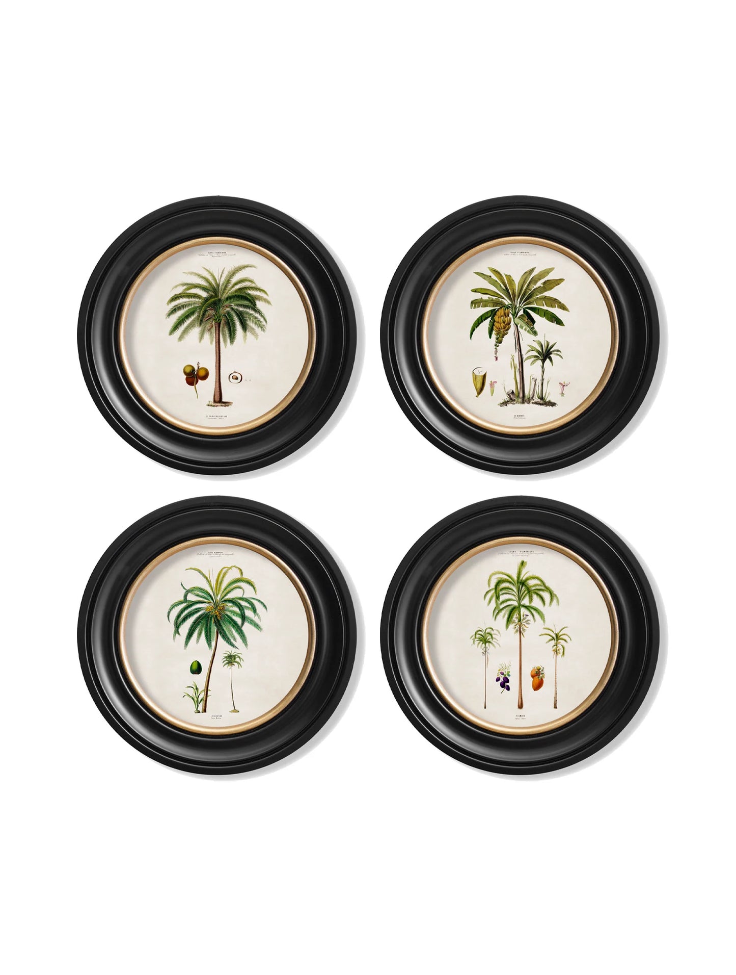 South American Palm Trees c.1843 Round Framed Prints (7702940713153)