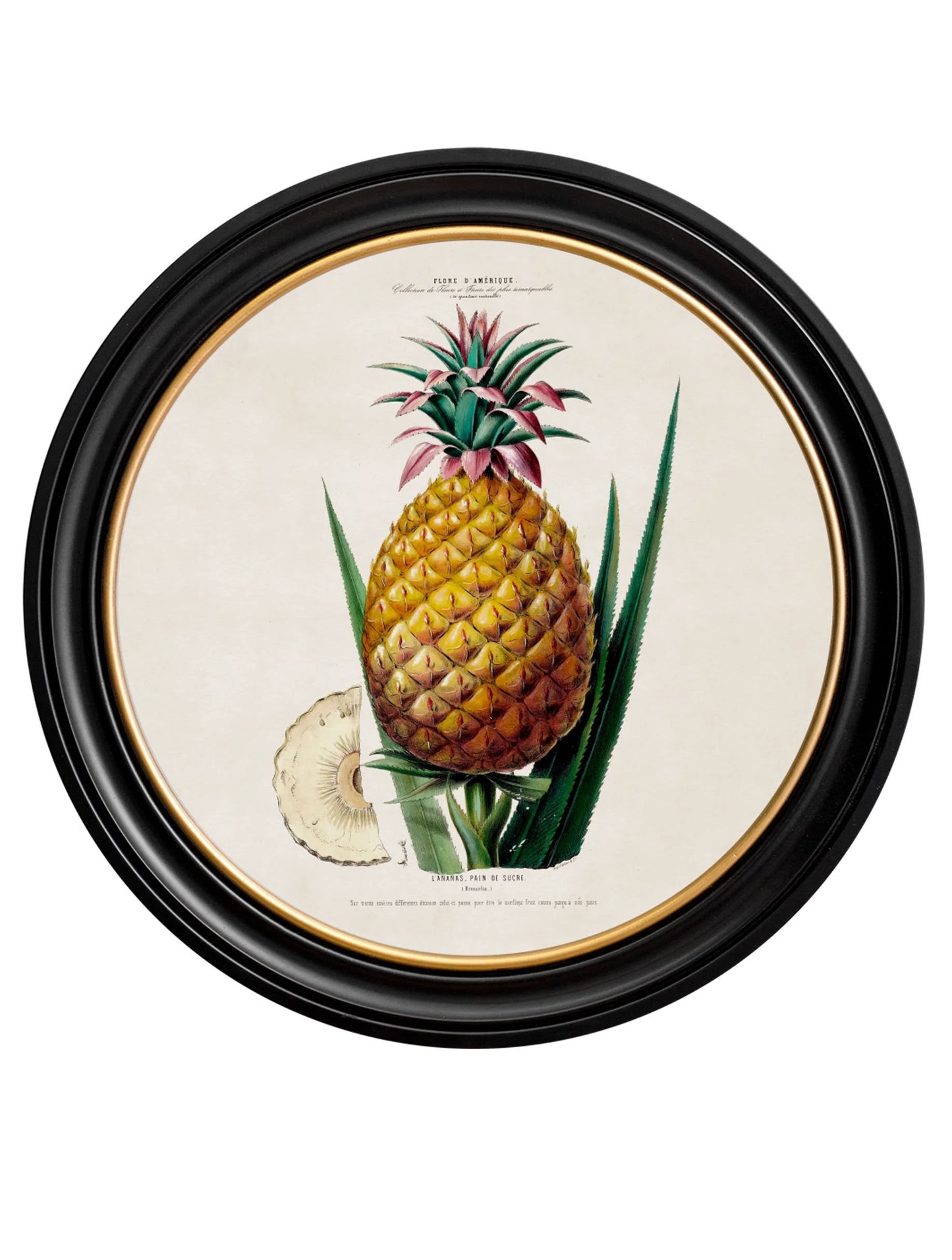 Pineapple Plant c.1831 Round Framed Print (7702943039681)