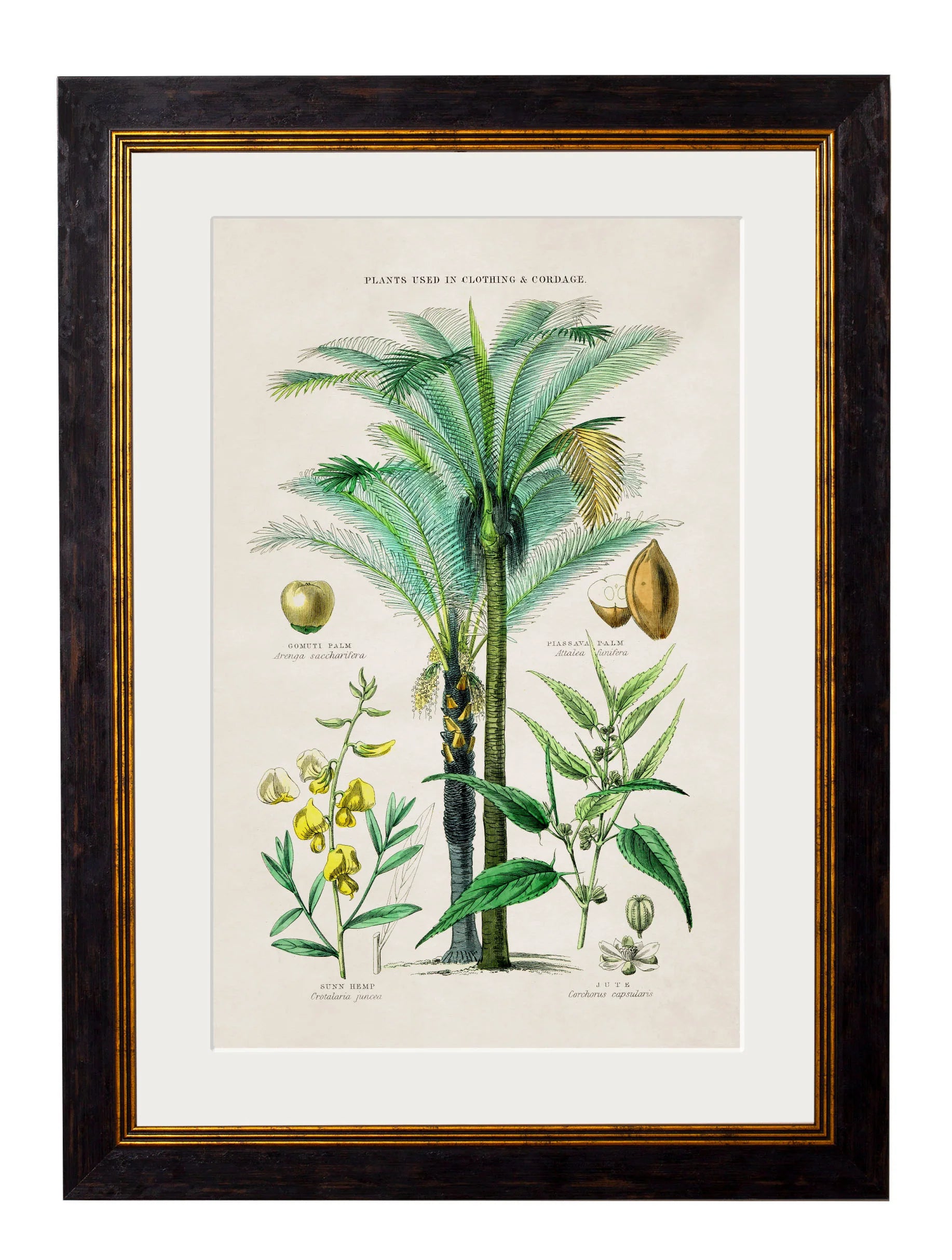 Collection of Tropical Plants Used as Food and Clothing c.1877 Framed Prints (7702933242049)