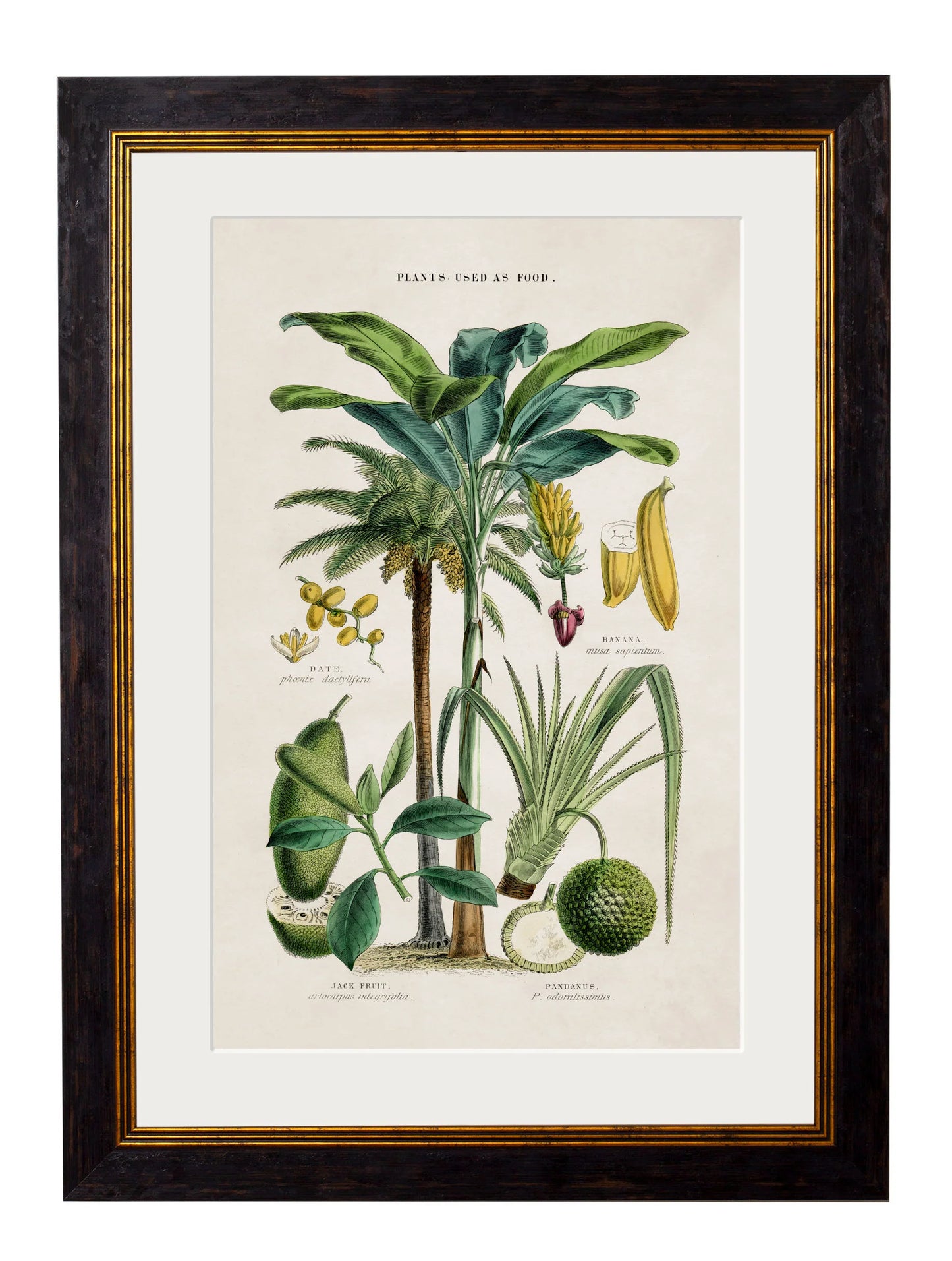 Collection of Tropical Plants Used as Food and Clothing c.1877 Framed Prints (7702933242049)