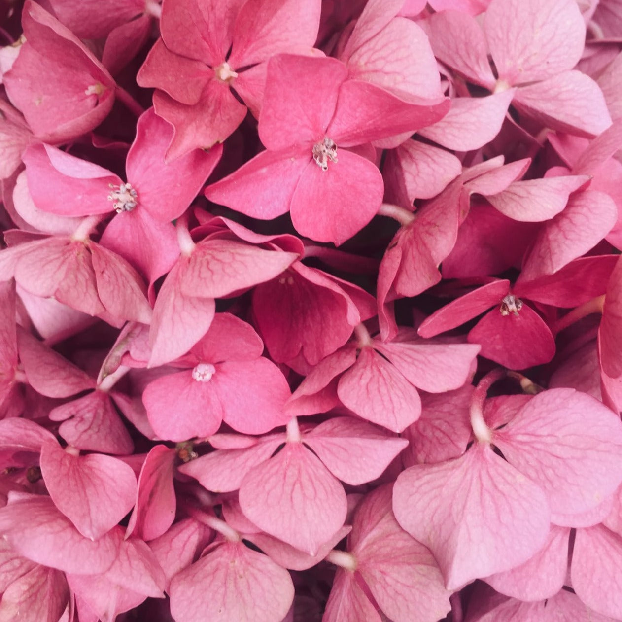 Natural Outdoor Flower Booster (7563616092353)