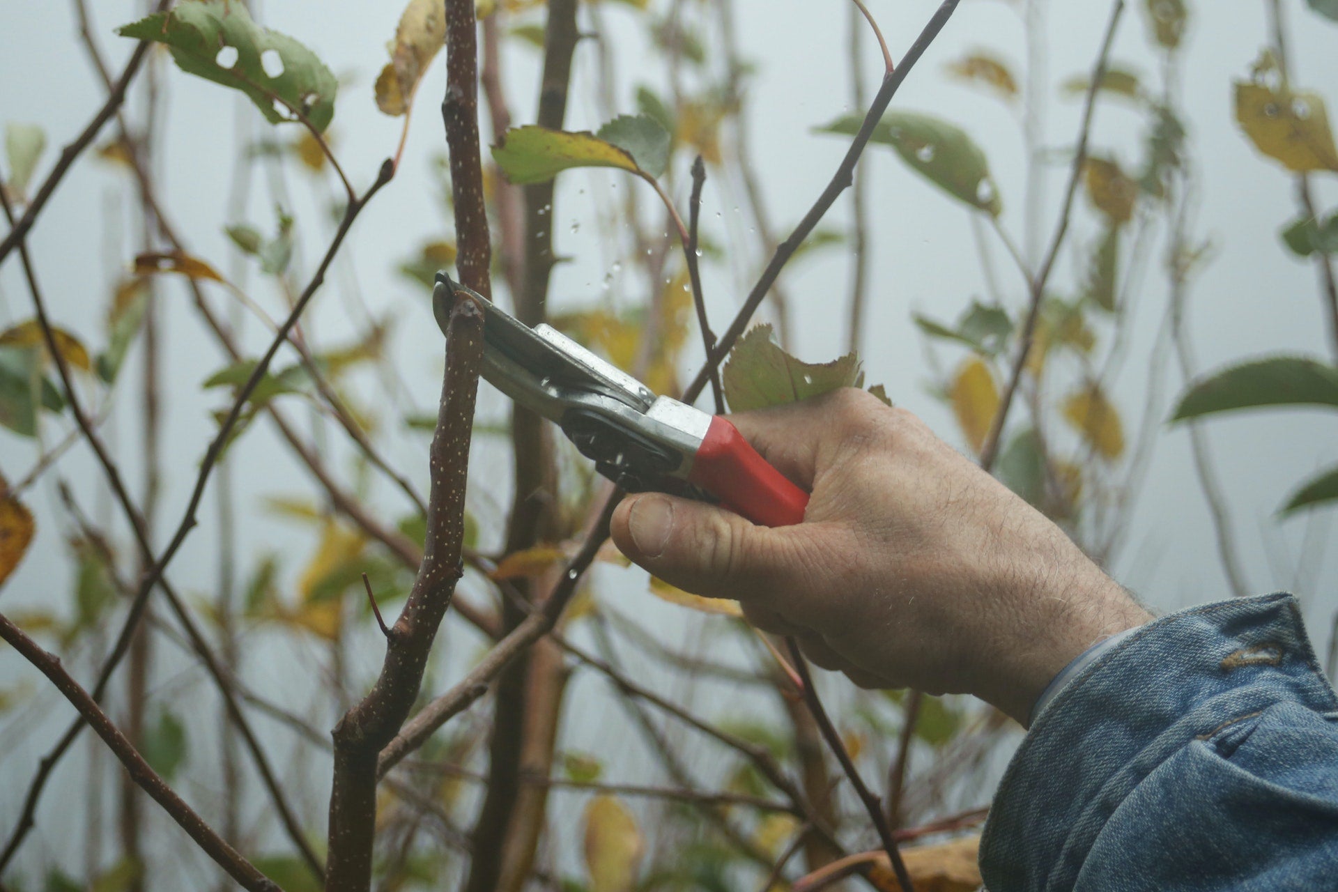 Digging Pruning Garden Tools