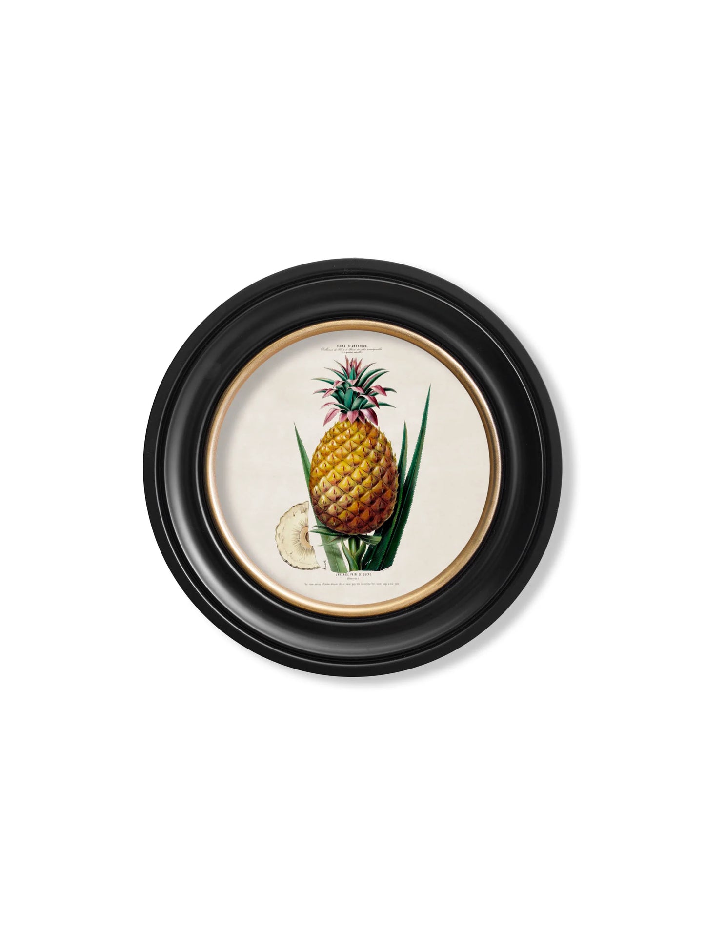 Pineapple Plant c.1831 Round Framed Print (7702943039681)