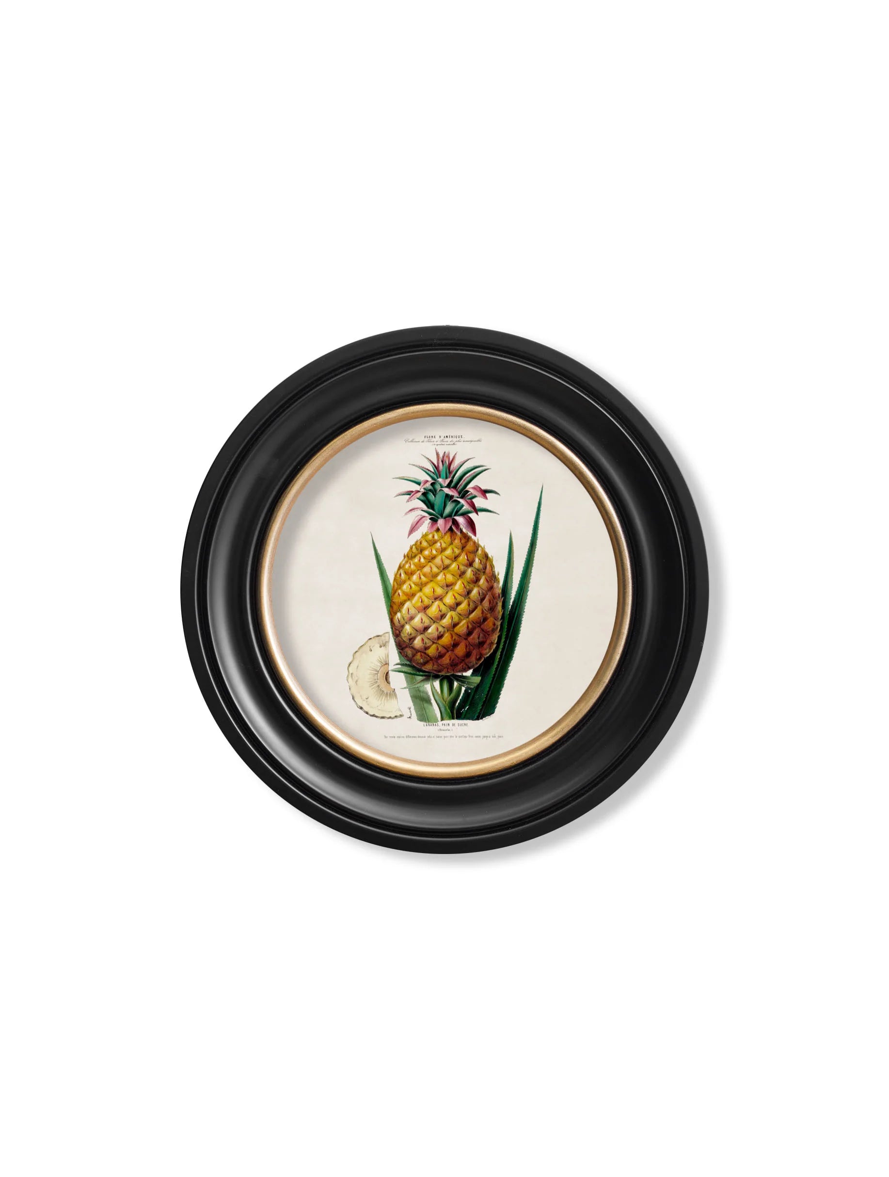 Pineapple Plant c.1831 Round Framed Print (7702943039681)