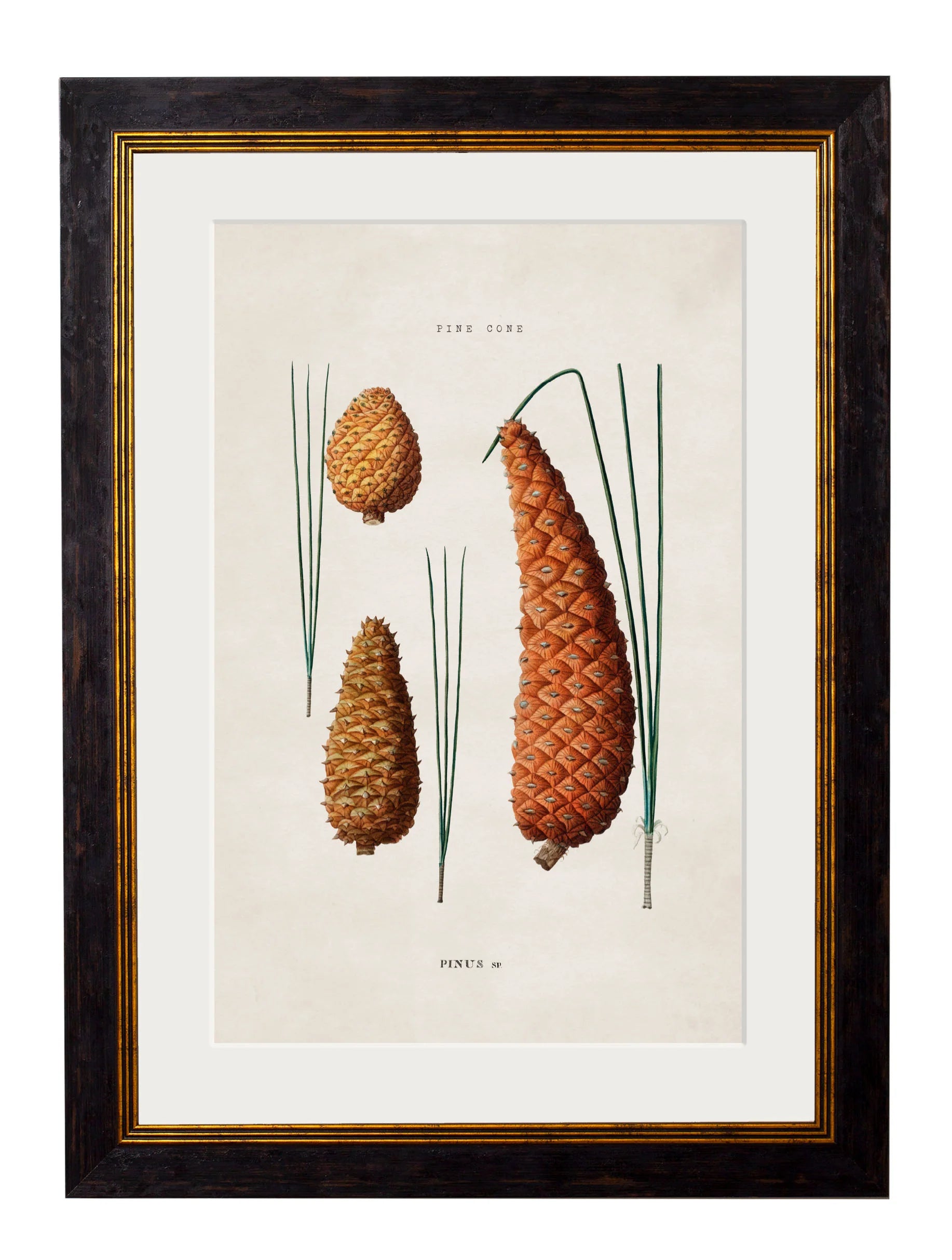 British Leaves and Pinecones c.1819 Framed Prints (7702910206145)