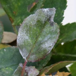 Natural Rose Mould Repellent (7563613405377)