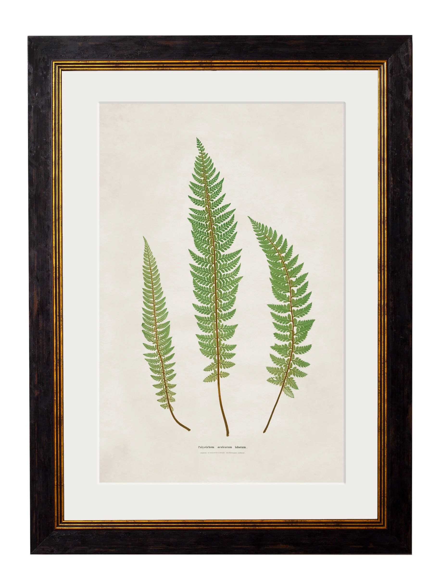 Collection of Ferns c.1831 Framed Prints (7702908600513)