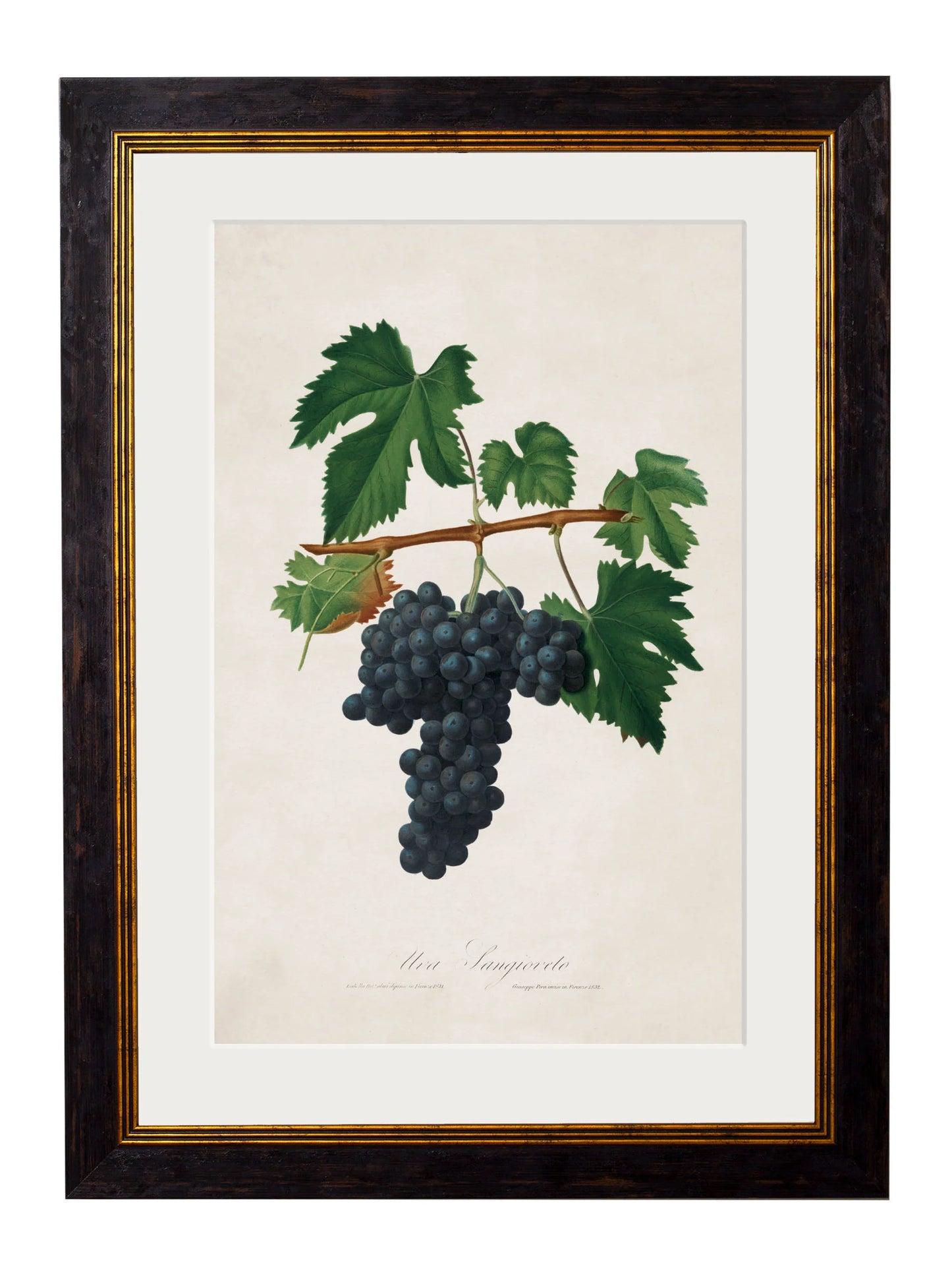 Botanical Grapes c.1817 Framed Prints (7702909714625)