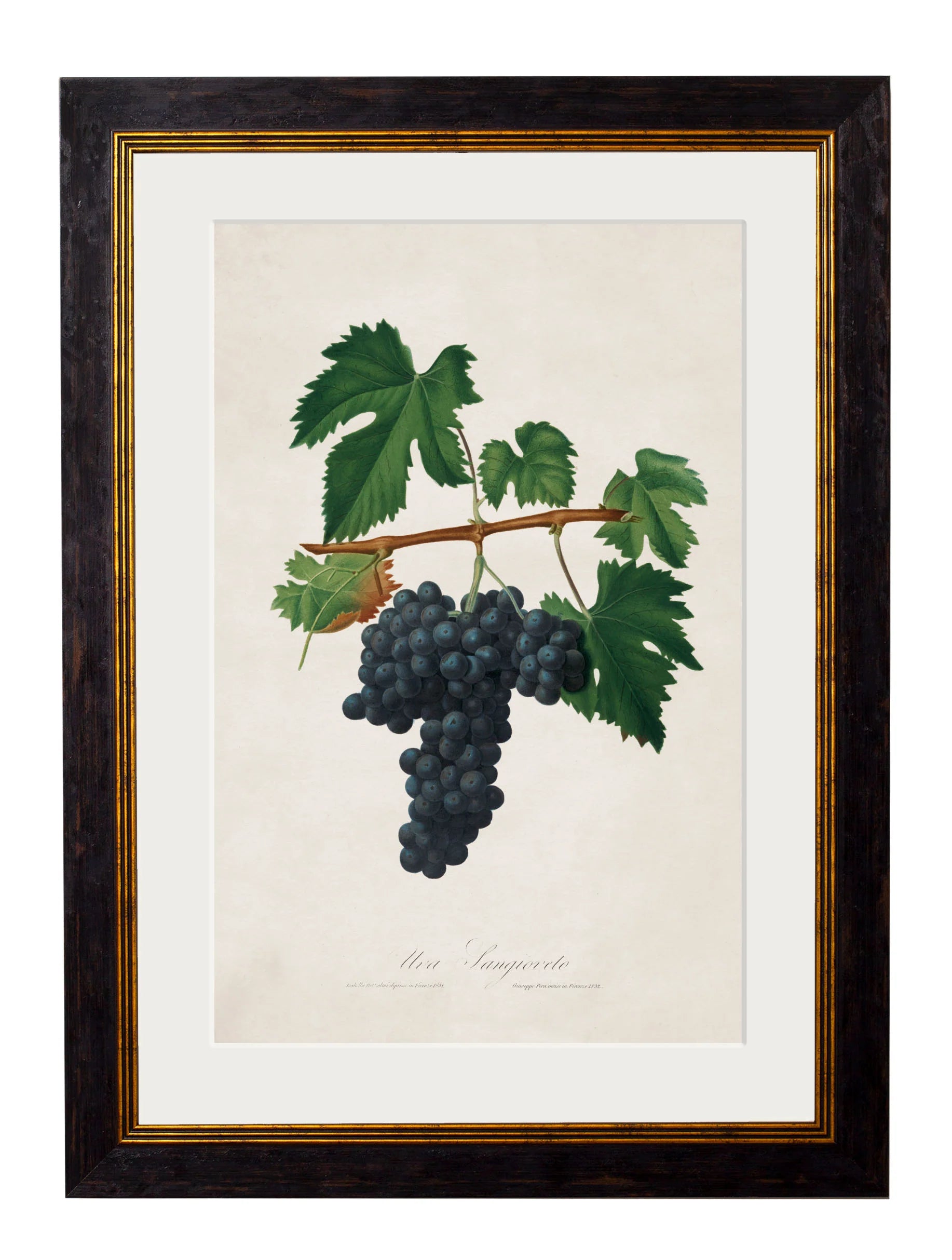 Botanical Grapes c.1817 Framed Prints (7702909714625)