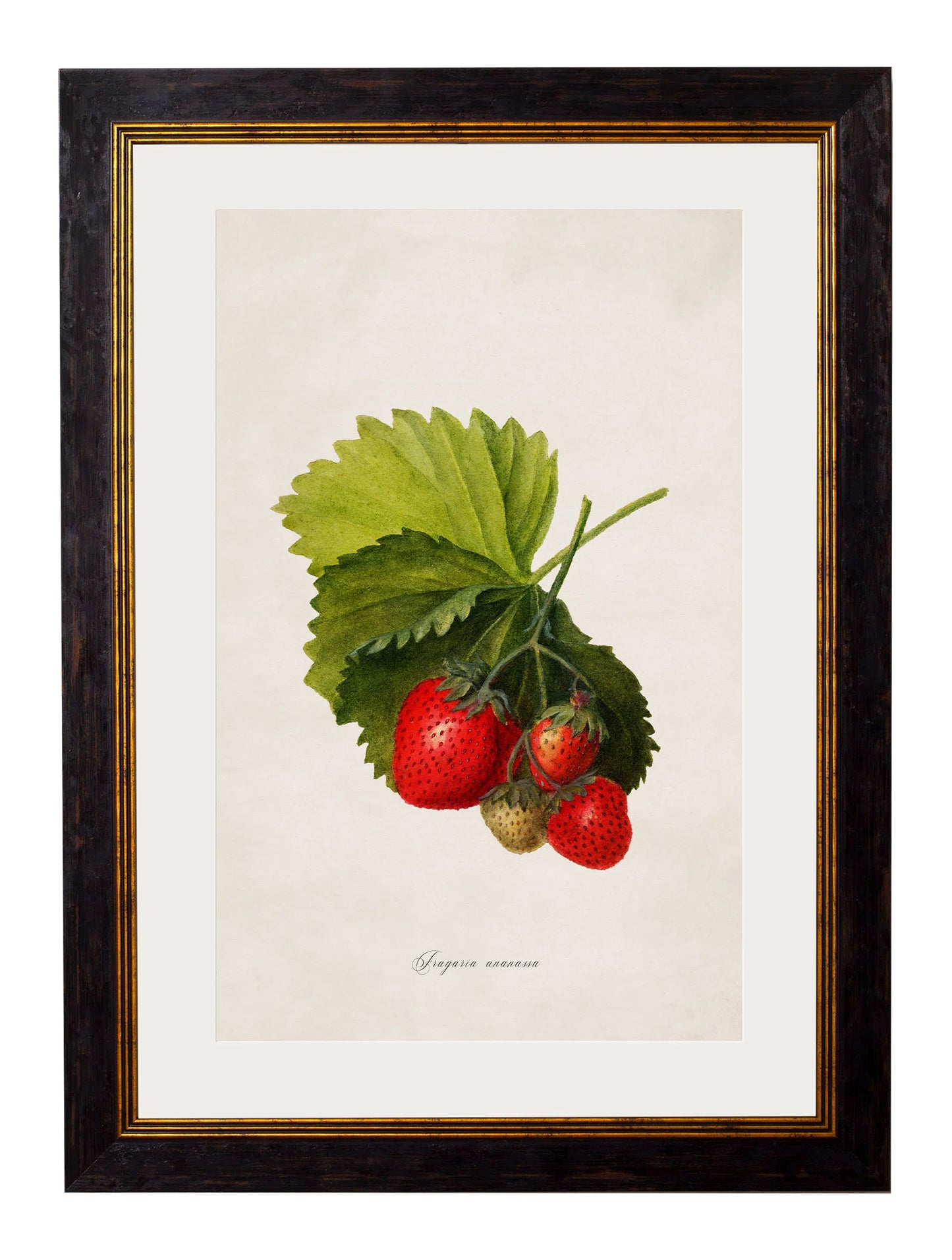 Collection of Berries & Cherries c.1886 Framed Prints (7702950084801)