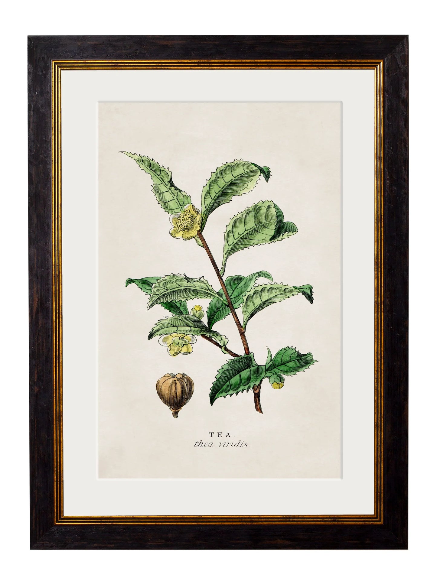 Tea Coffee and chocolate plants c.1877 Framed Prints (7702919807169)
