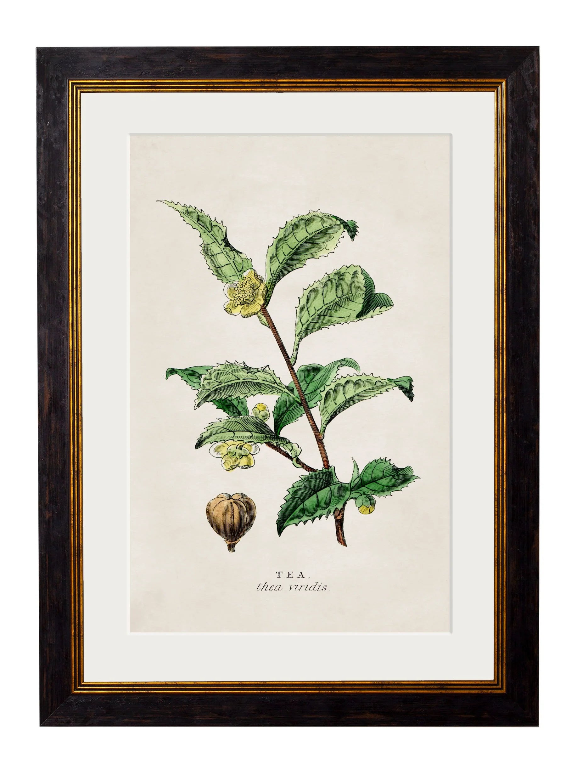 Tea Coffee and chocolate plants c.1877 Framed Prints (7702919807169)