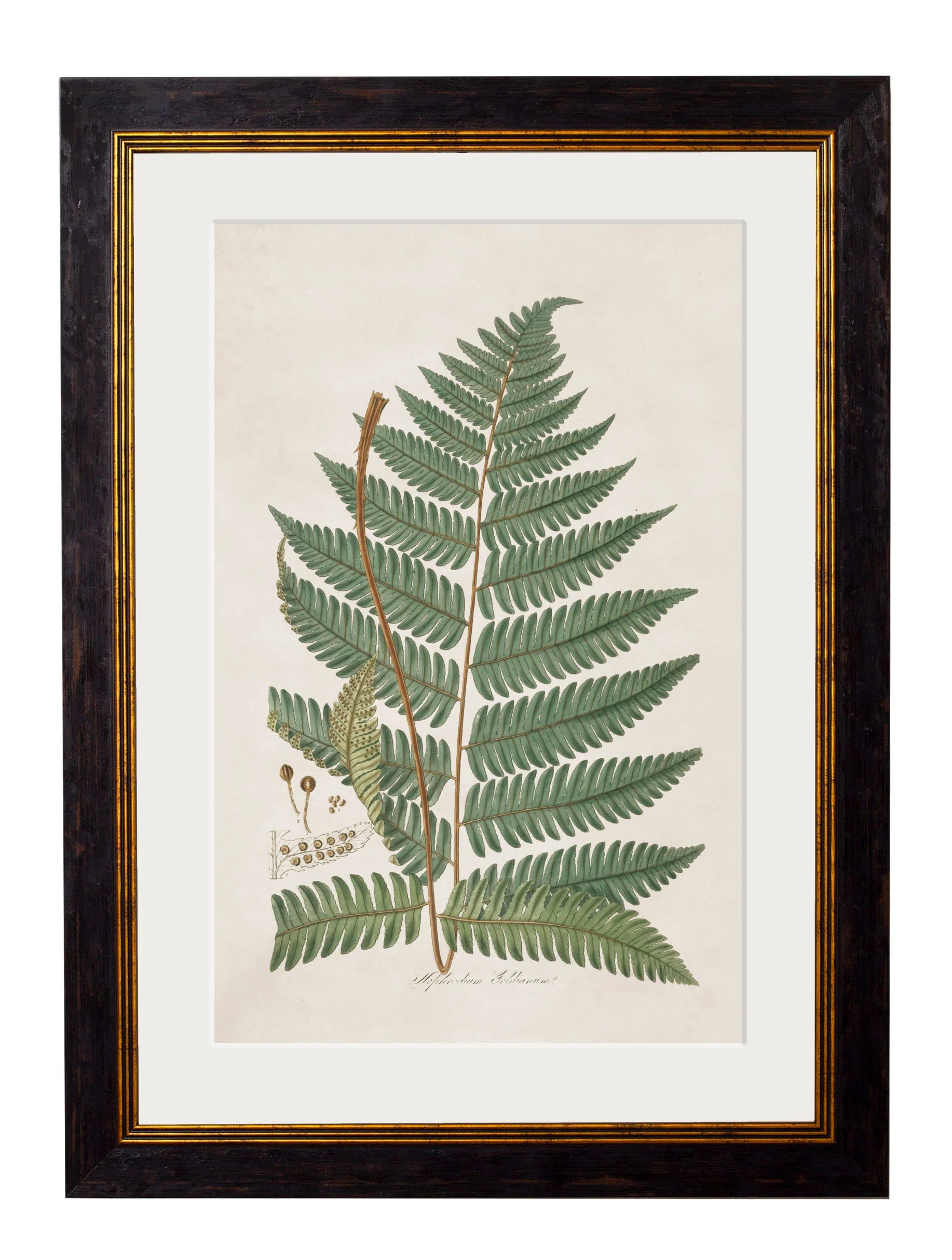 Collection of Ferns c.1831 Framed Prints (7702908600513)