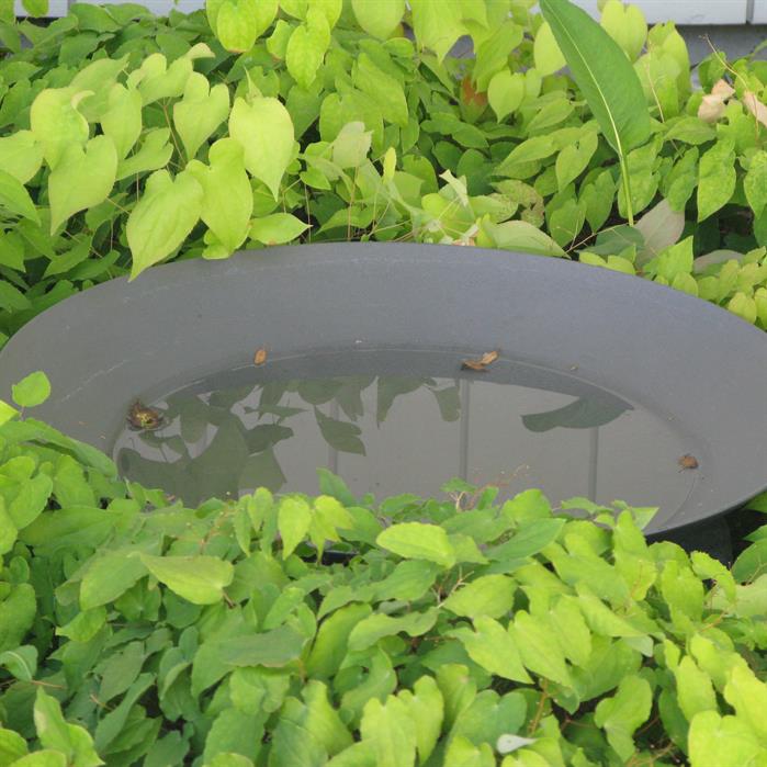 Adezz Coated Corten Steel Water Bowl (7544899469505)
