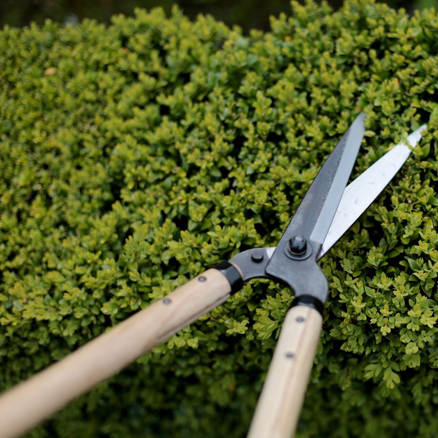 Niwaki Standard Garden Shears (7526051578049)