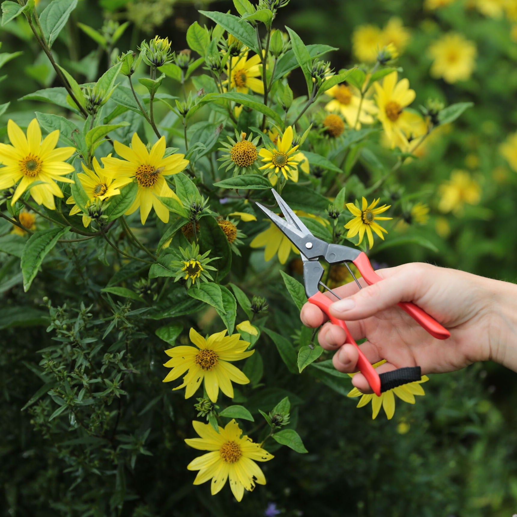 Niwaki deals garden snips